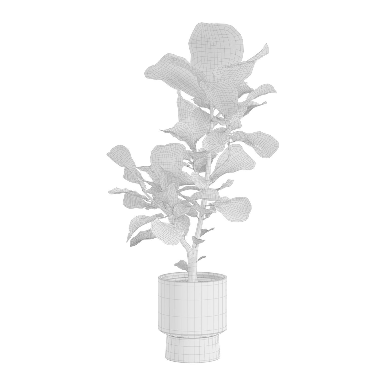Ficus Lyrata - PBR Game-Ready 3D Model - View 6