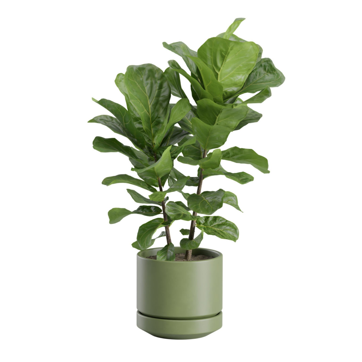 Ficus Lyrata - PBR Game-Ready 3D Model - View 7