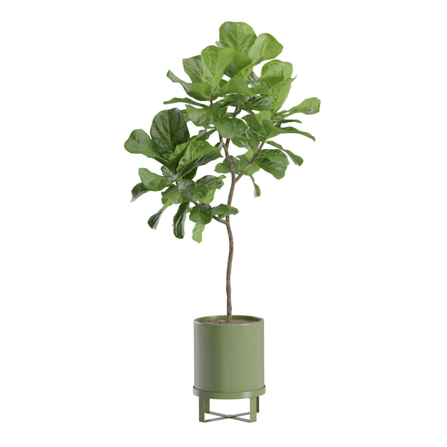 Ficus Lyrata - PBR Game-Ready 3D Model - View 9
