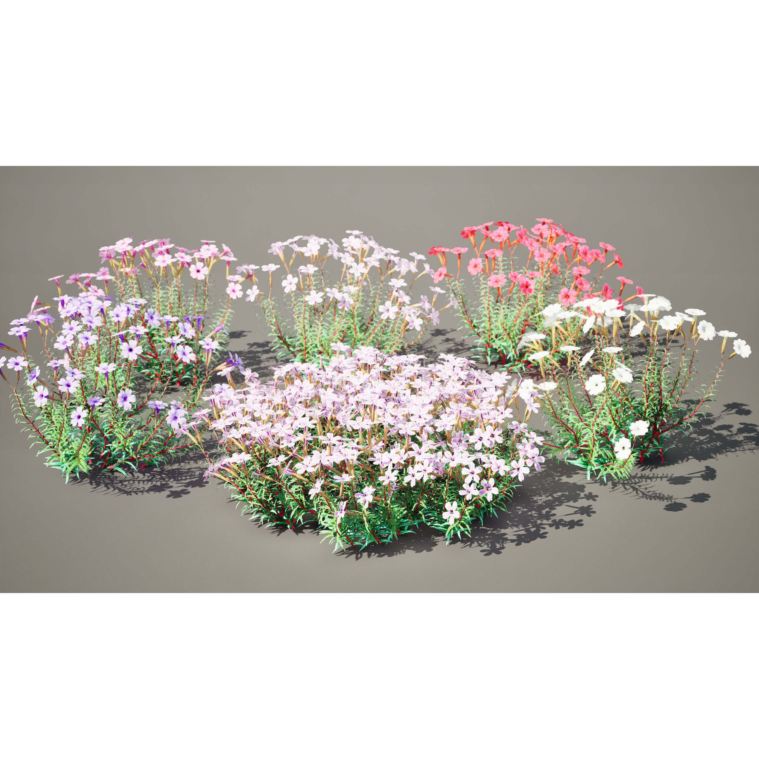 Phlox subulata - Low-Poly Game-Ready 3D Model
