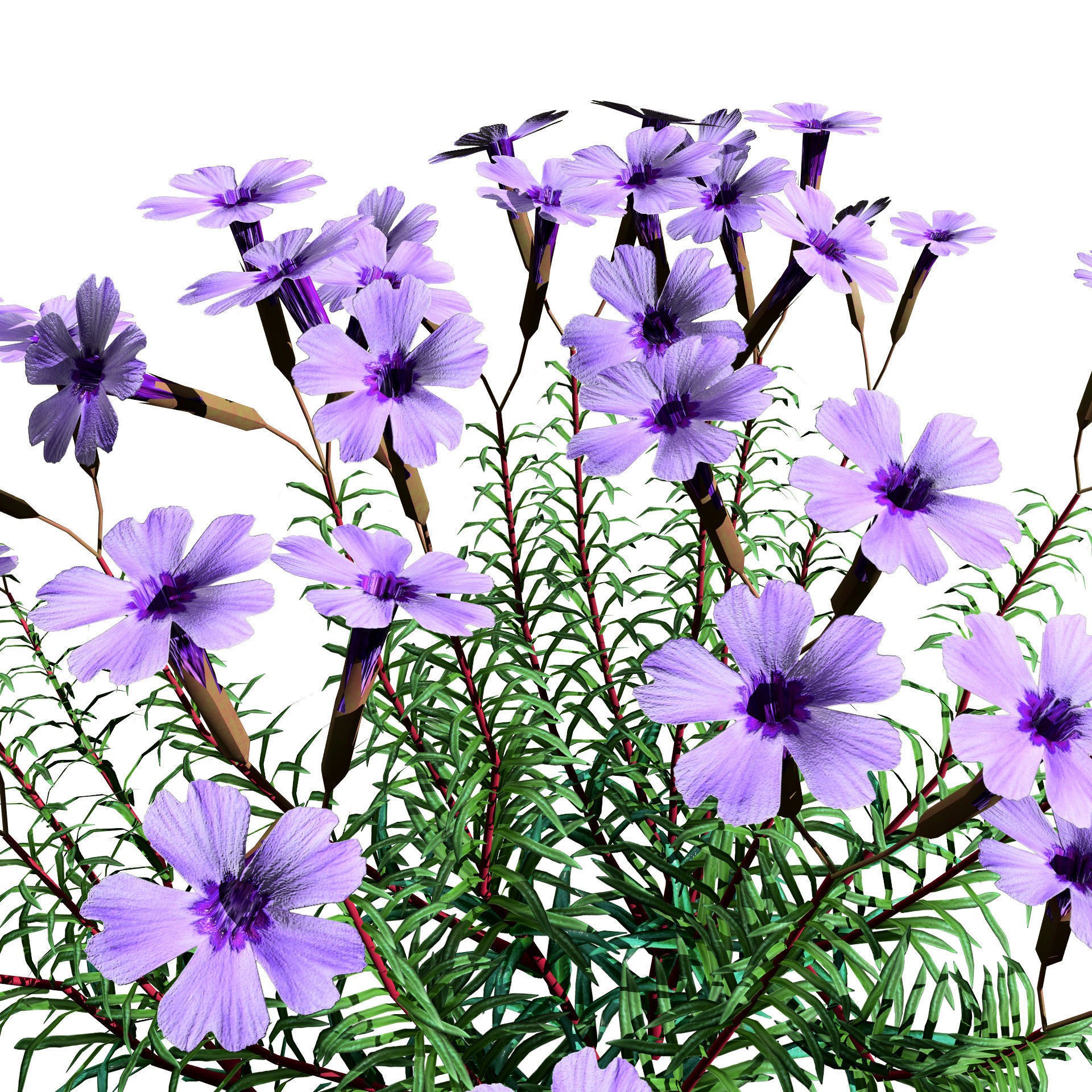 Phlox subulata - Low-Poly Game-Ready 3D Model - View 10