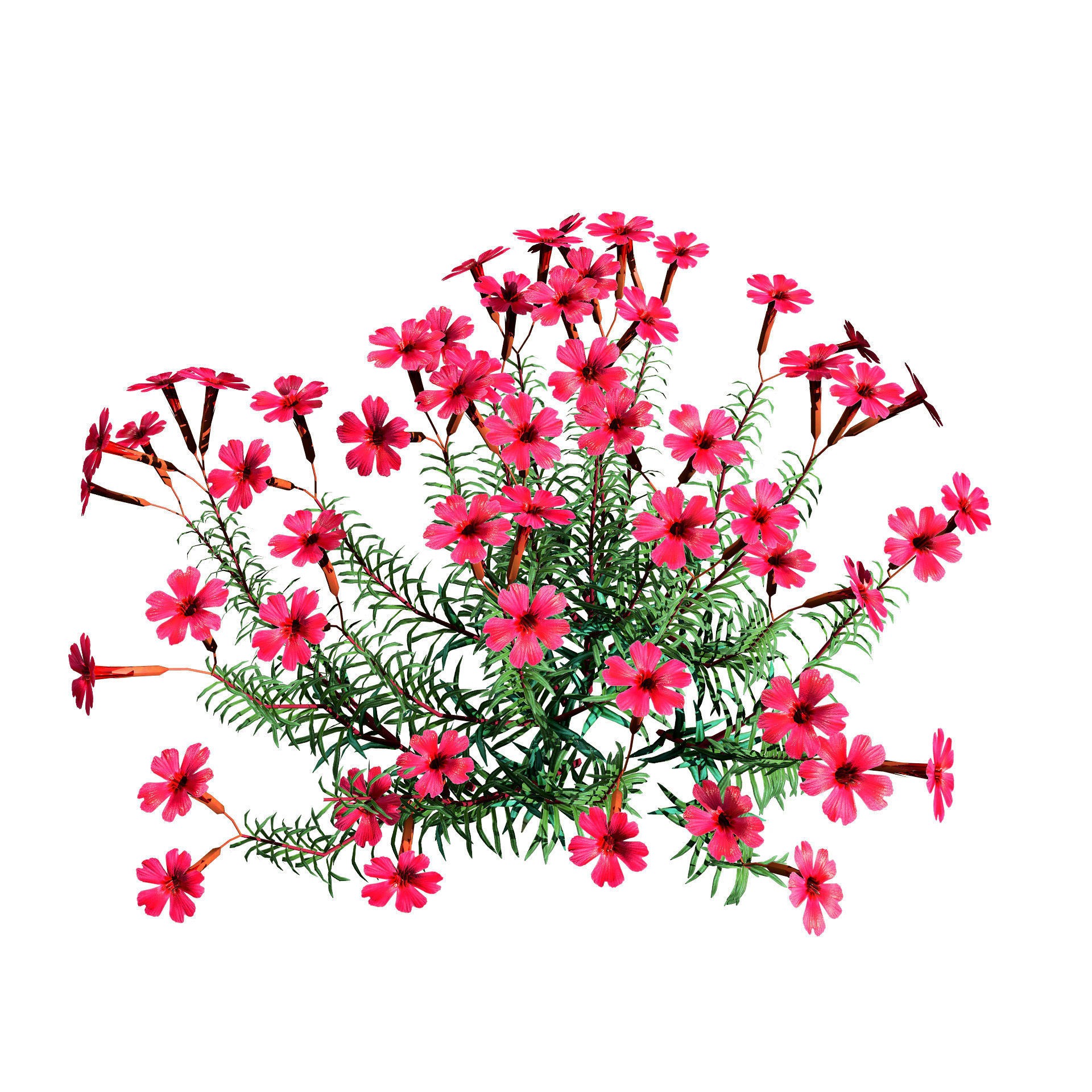 Phlox subulata - Low-Poly Game-Ready 3D Model - View 11