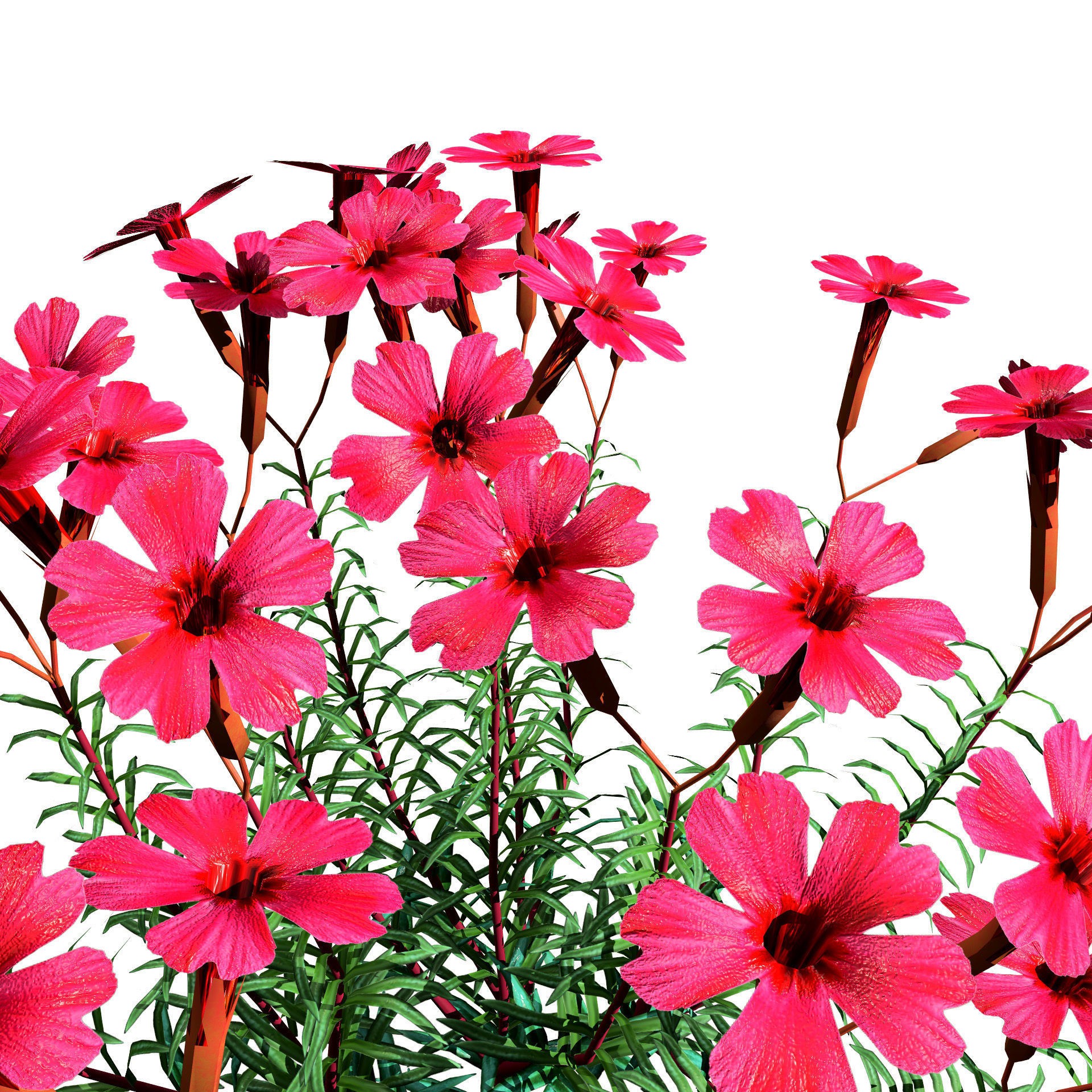 Phlox subulata - Low-Poly Game-Ready 3D Model - View 12