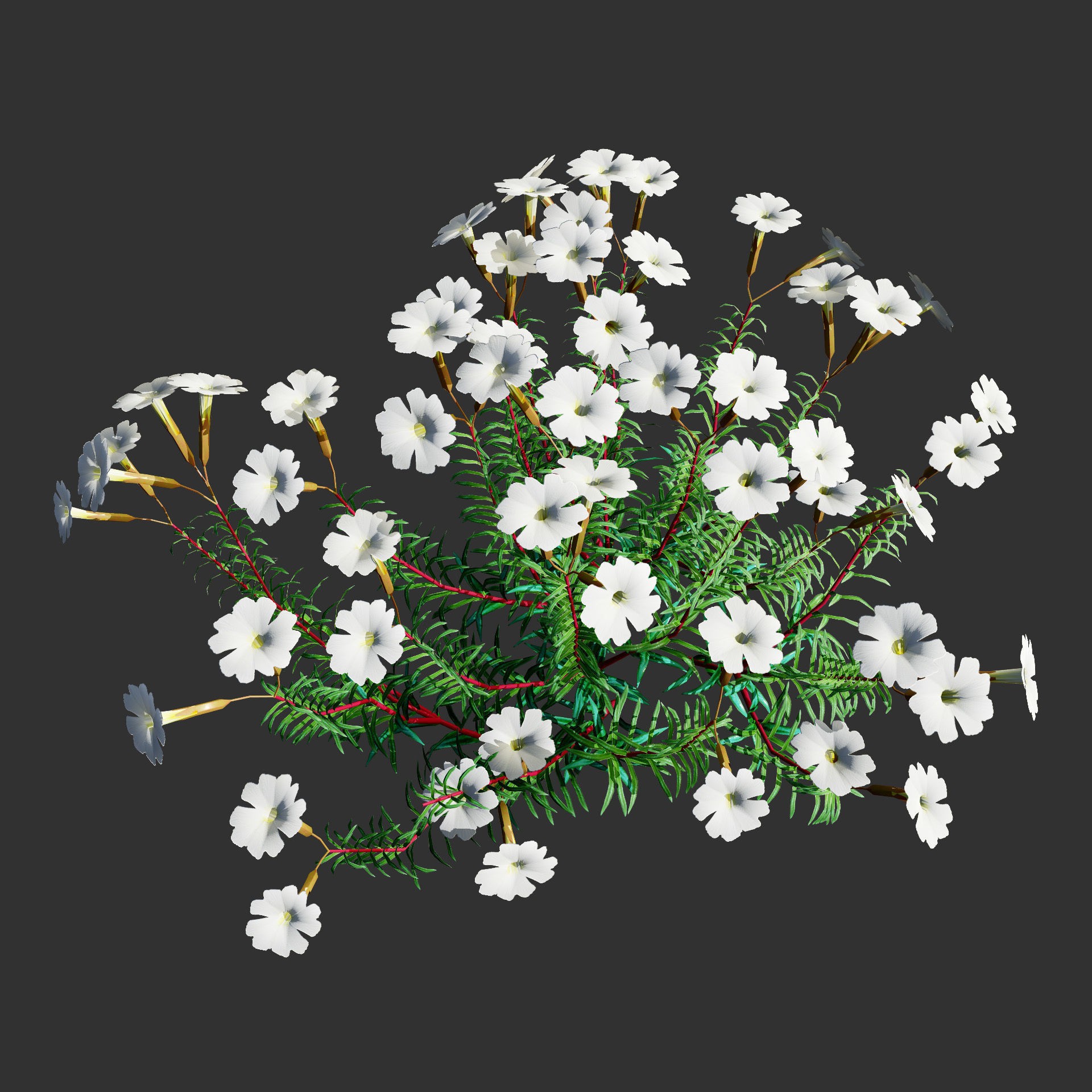 Phlox subulata - Low-Poly Game-Ready 3D Model - View 13