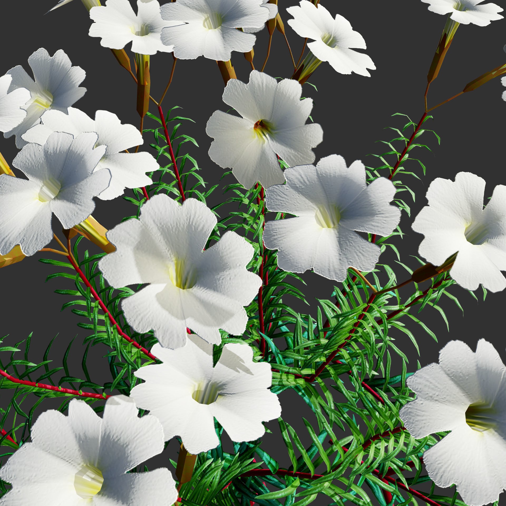 Phlox subulata - Low-Poly Game-Ready 3D Model - View 14