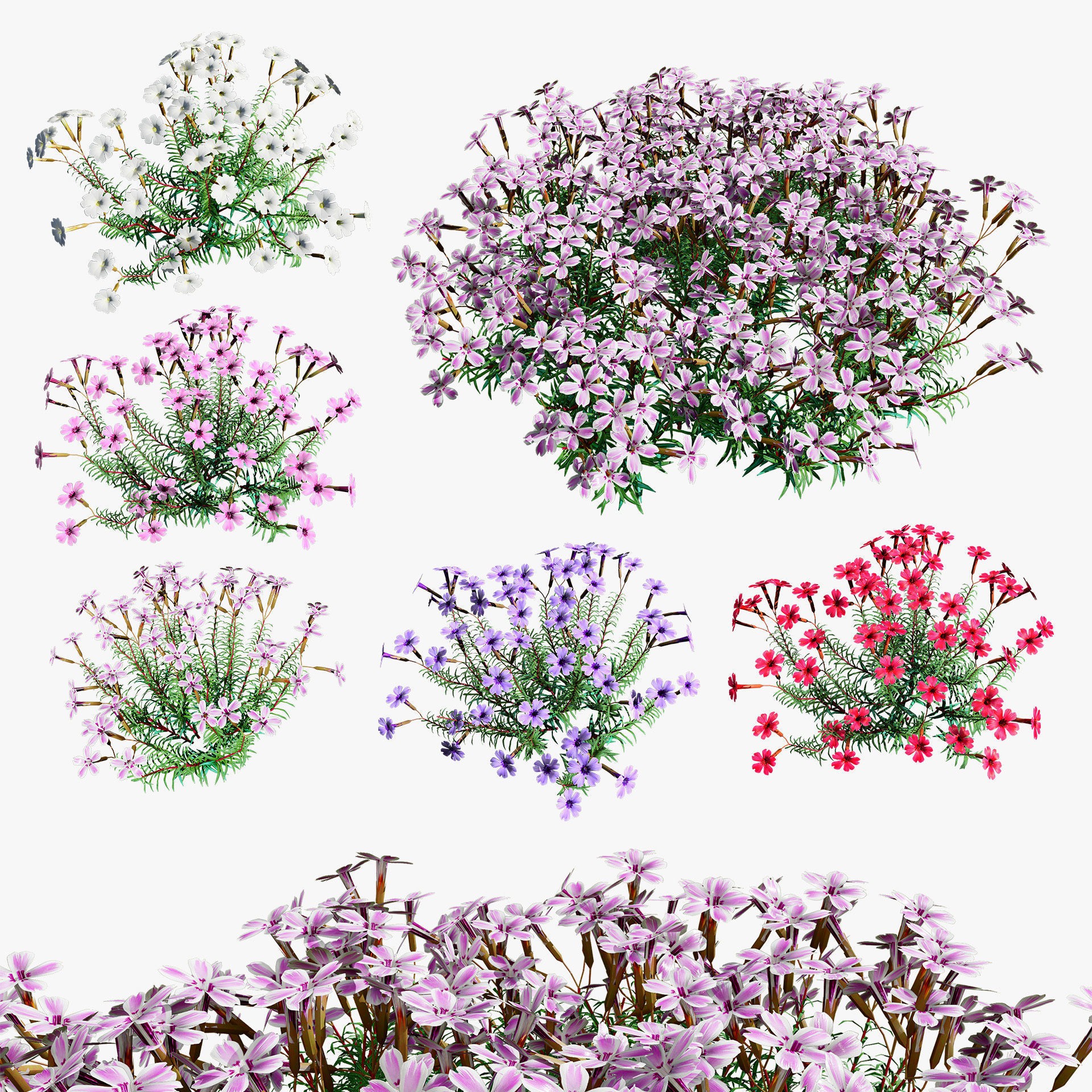 Phlox subulata - Low-Poly Game-Ready 3D Model - View 16