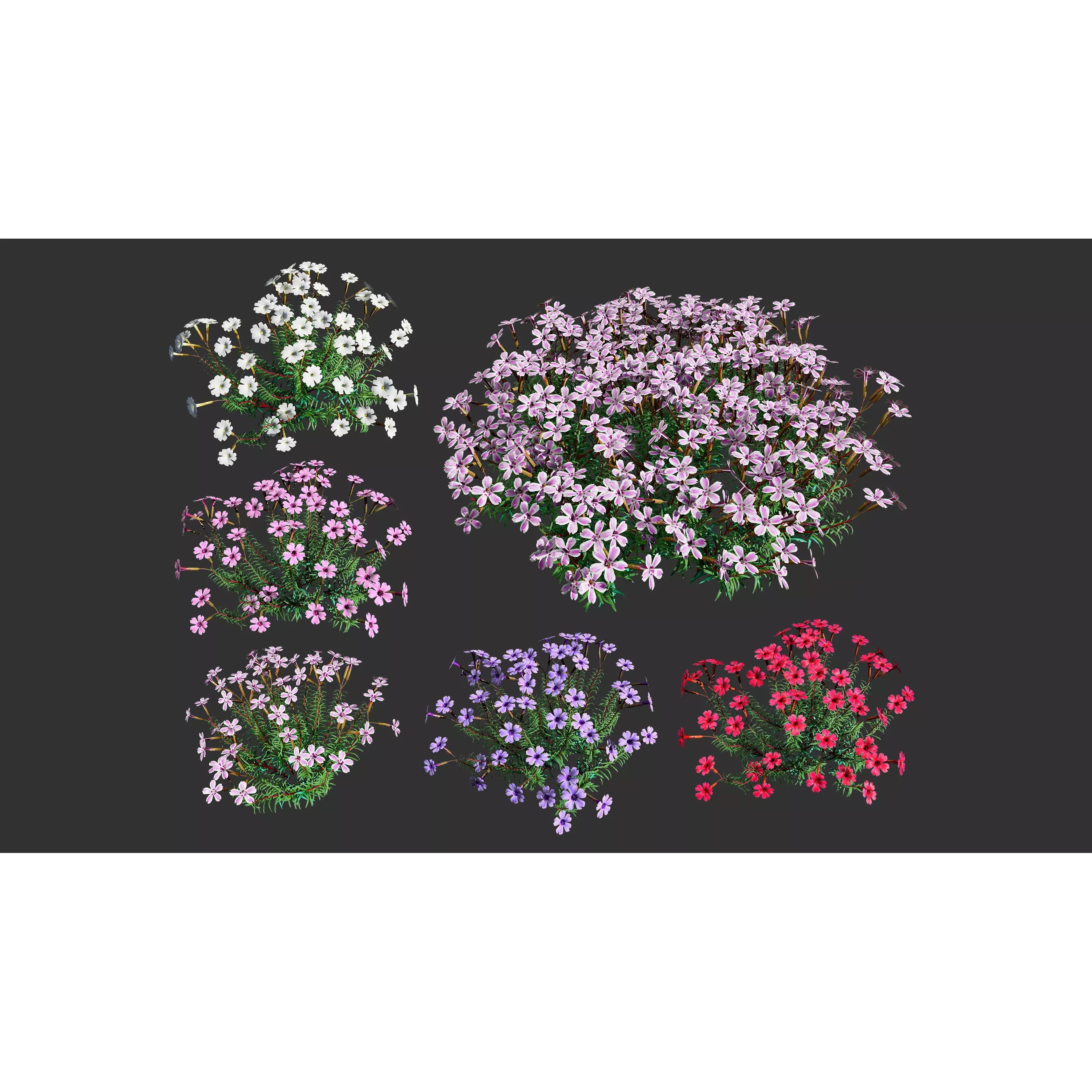 Phlox subulata - Low-Poly Game-Ready 3D Model - View 2