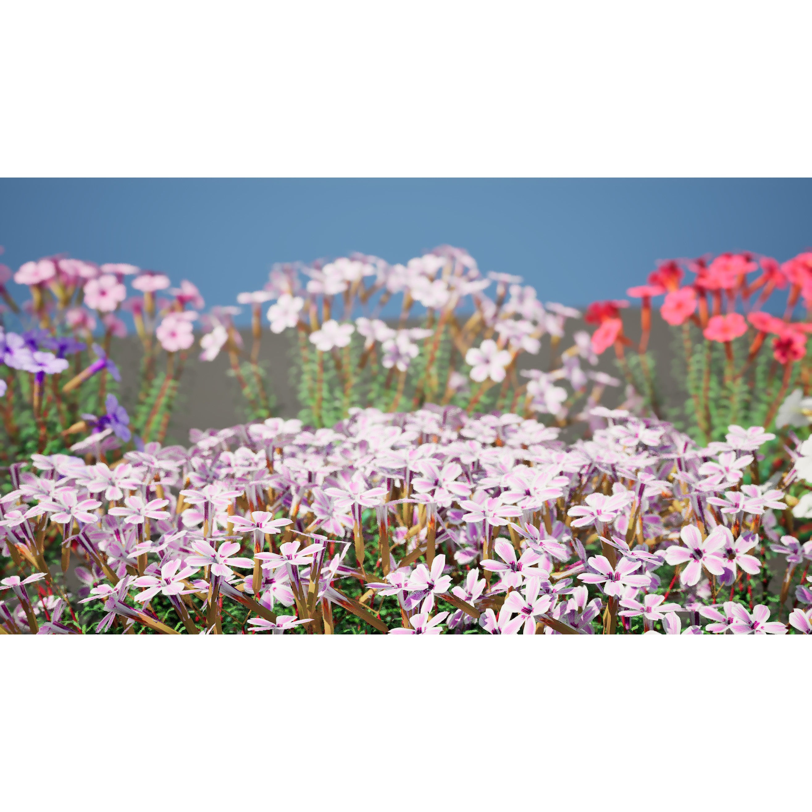 Phlox subulata - Low-Poly Game-Ready 3D Model - View 3