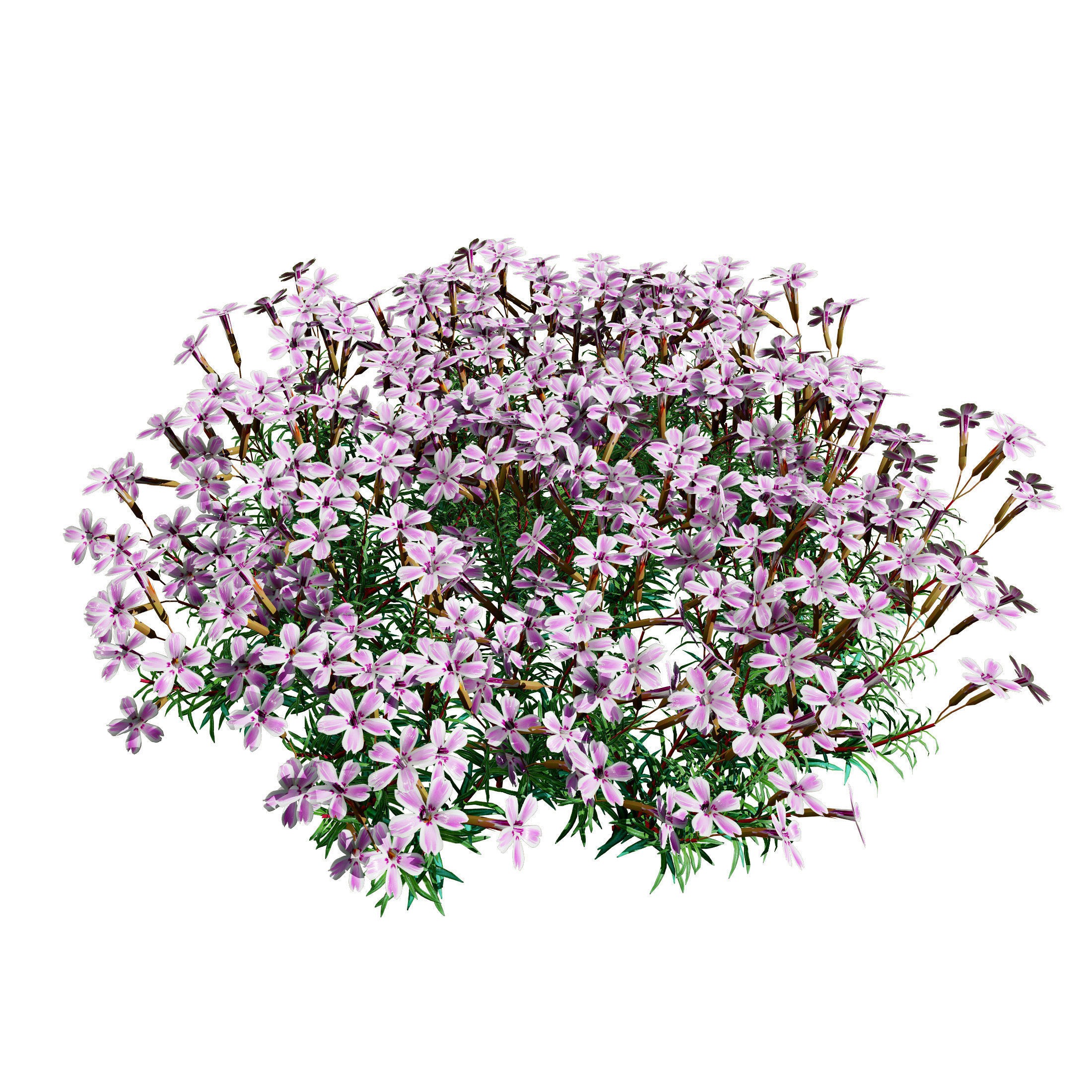 Phlox subulata - Low-Poly Game-Ready 3D Model - View 4