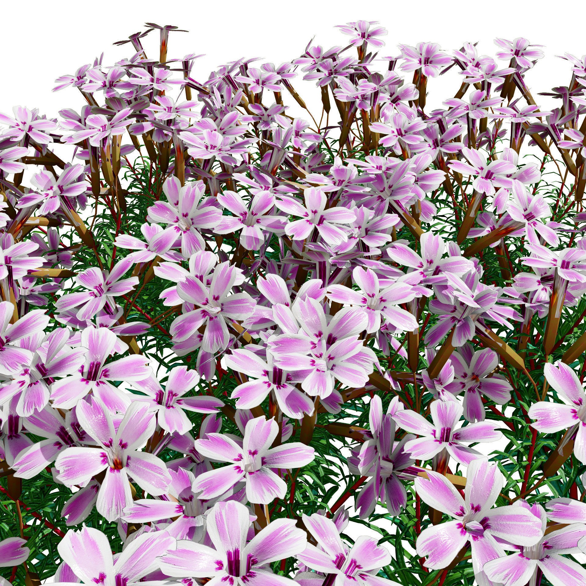 Phlox subulata - Low-Poly Game-Ready 3D Model - View 5