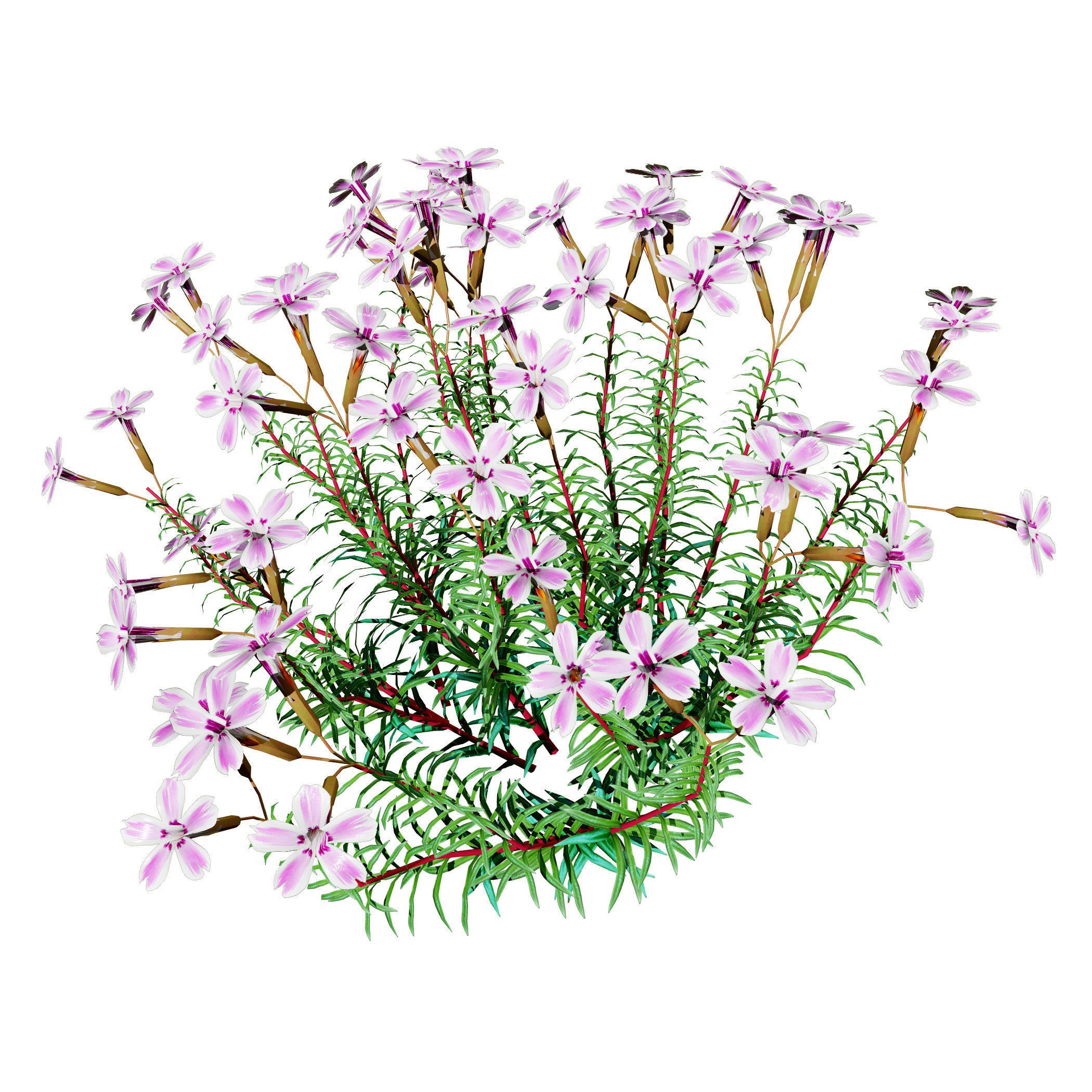 Phlox subulata - Low-Poly Game-Ready 3D Model - View 6