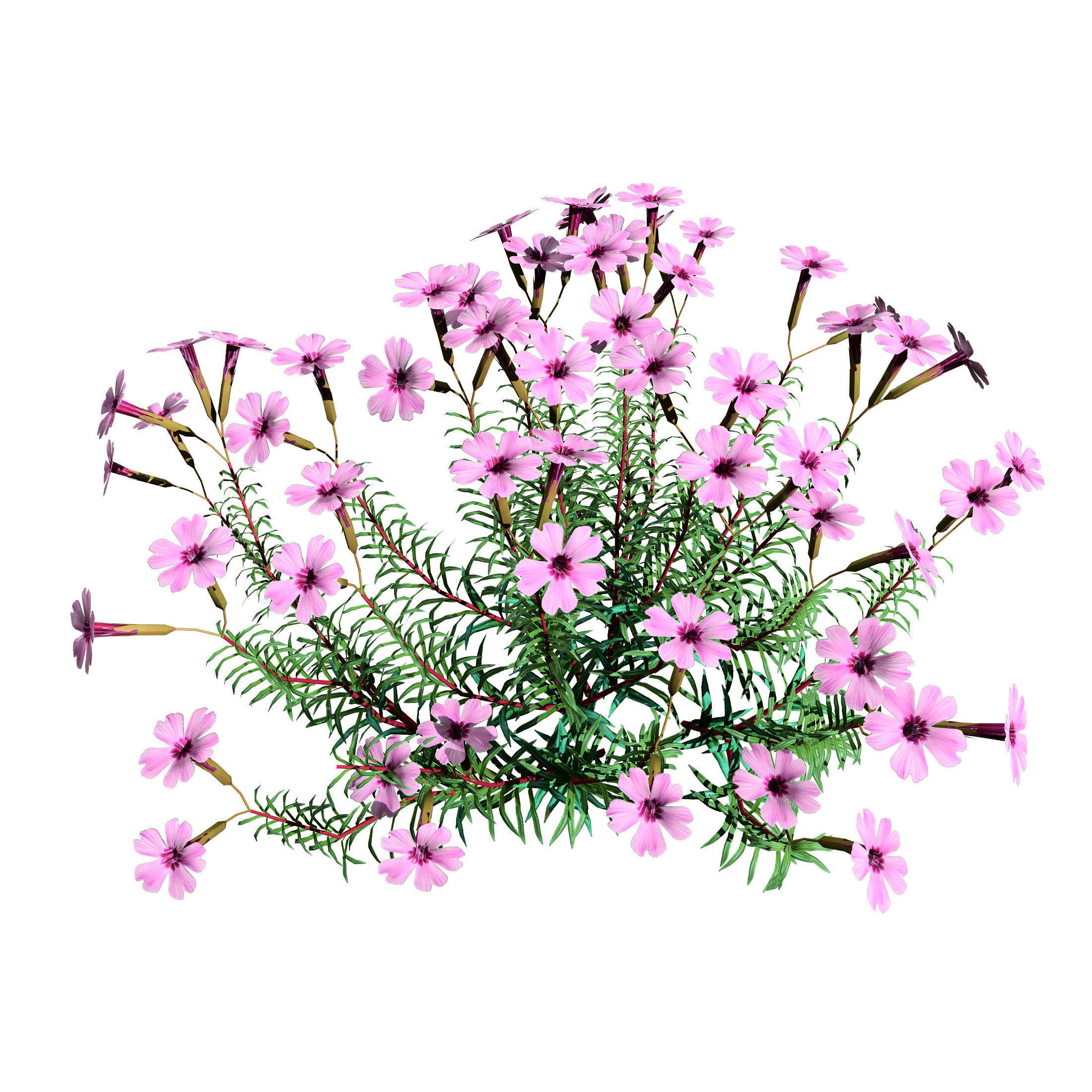 Phlox subulata - Low-Poly Game-Ready 3D Model - View 7