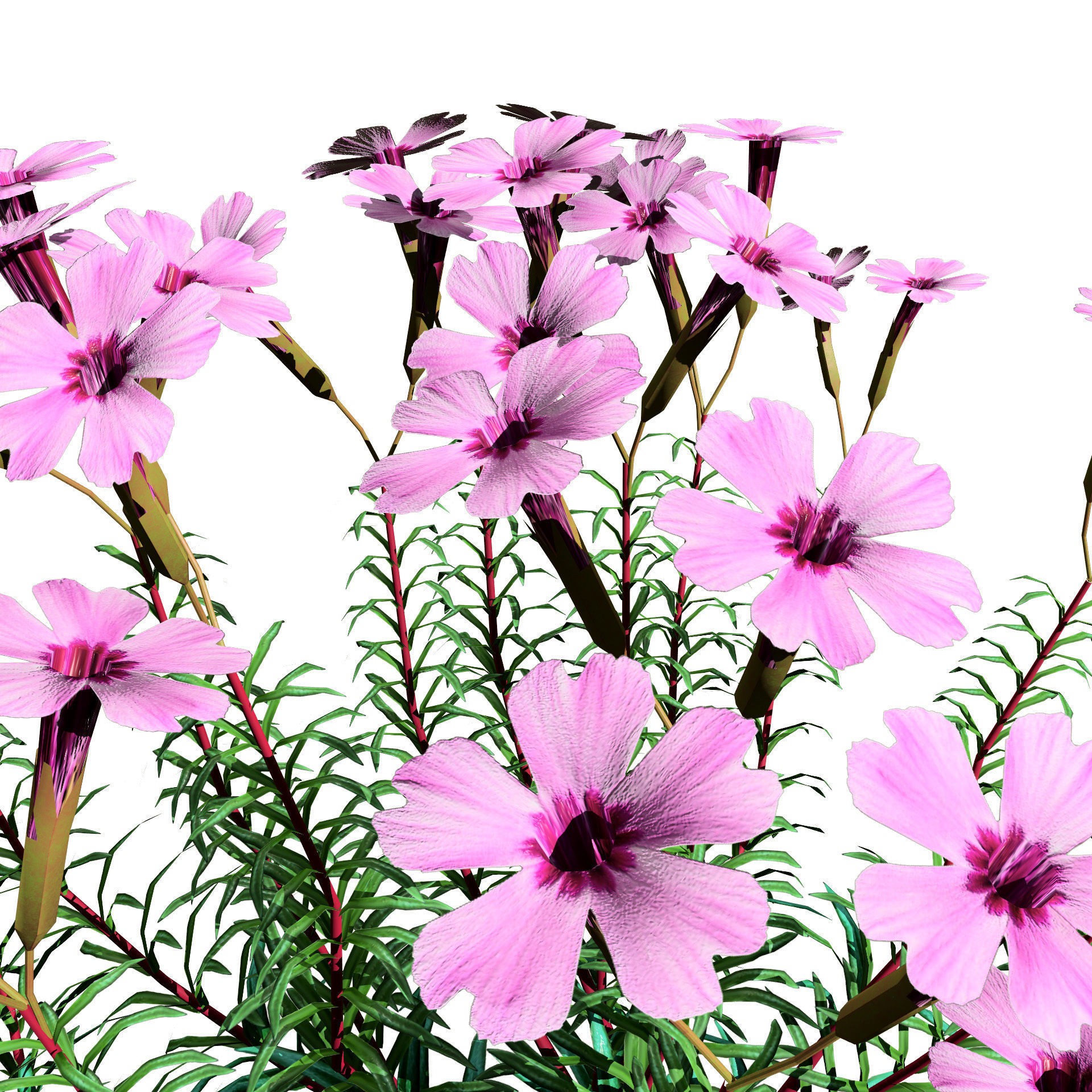 Phlox subulata - Low-Poly Game-Ready 3D Model - View 8
