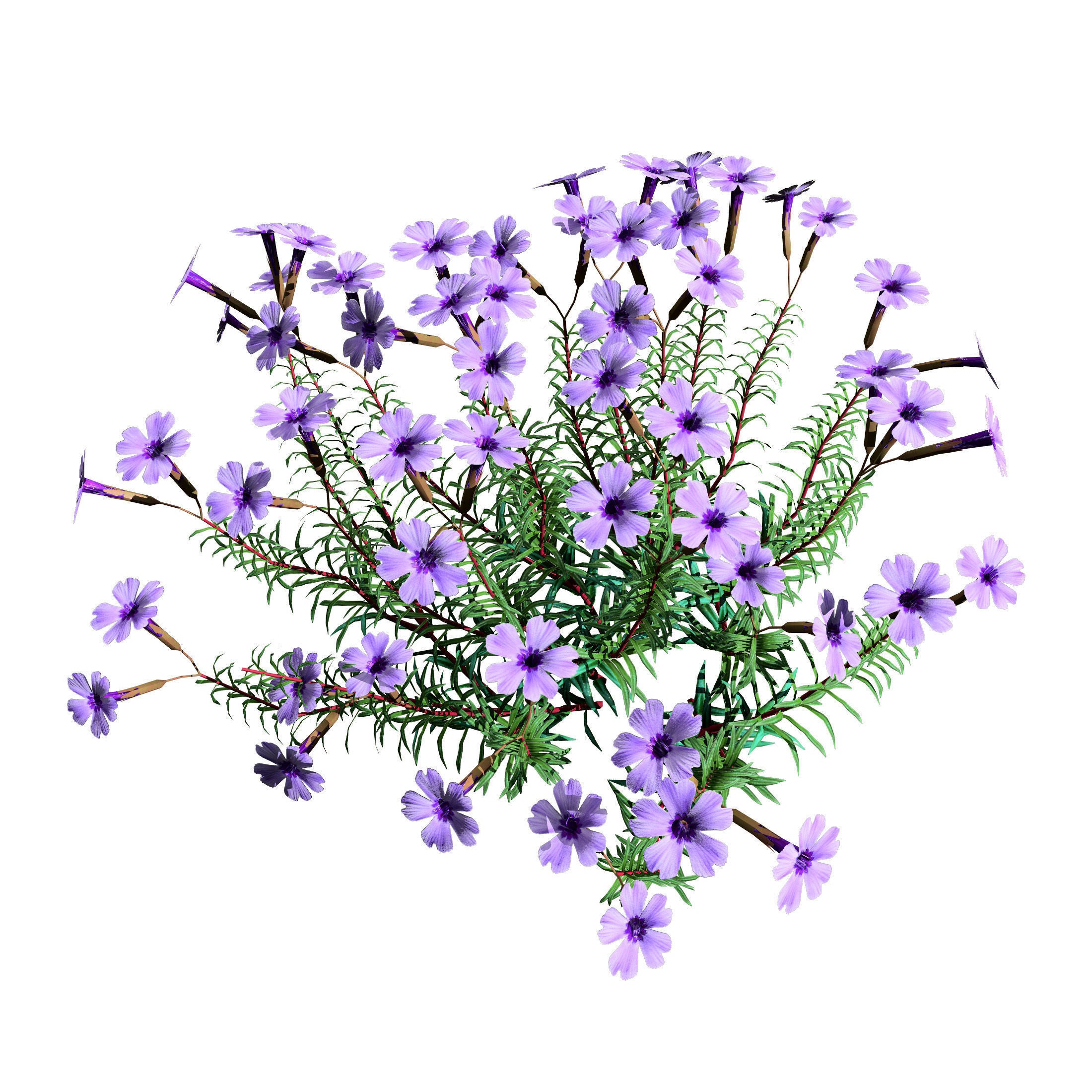 Phlox subulata - Low-Poly Game-Ready 3D Model - View 9