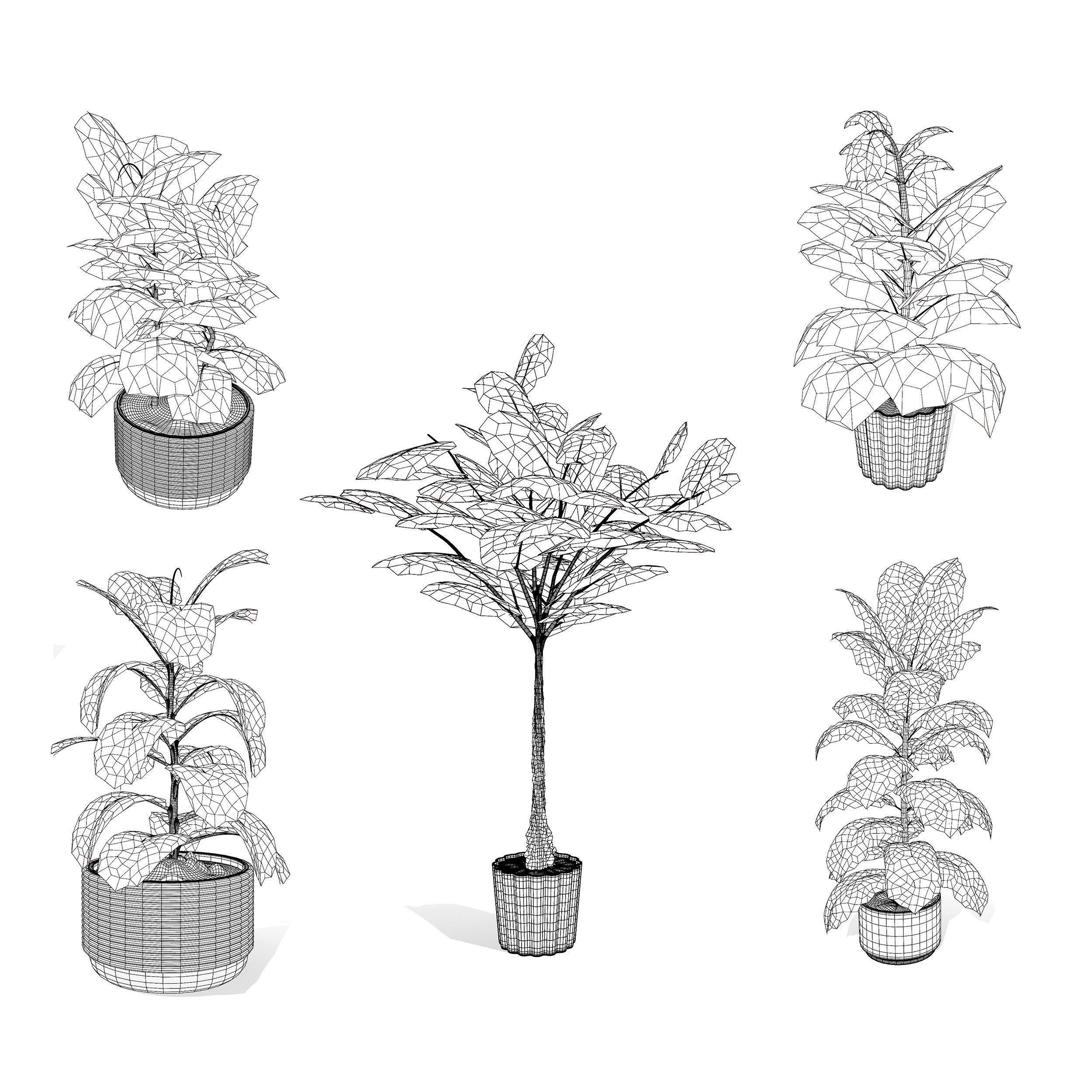 Fiddle Leaf Fig - Low-Poly Game-Ready 3D Model