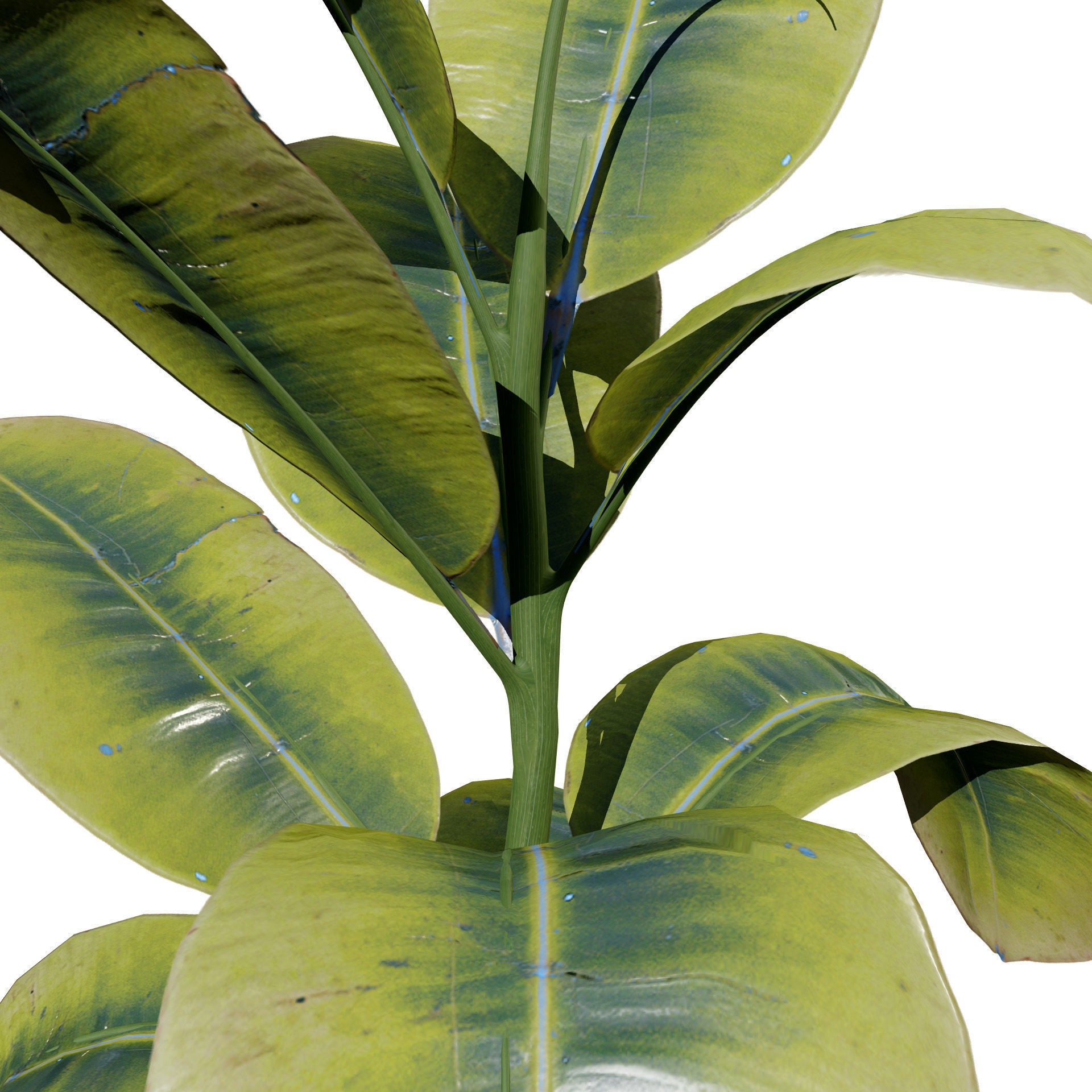 Fiddle Leaf Fig - Low-Poly Game-Ready 3D Model - View 3