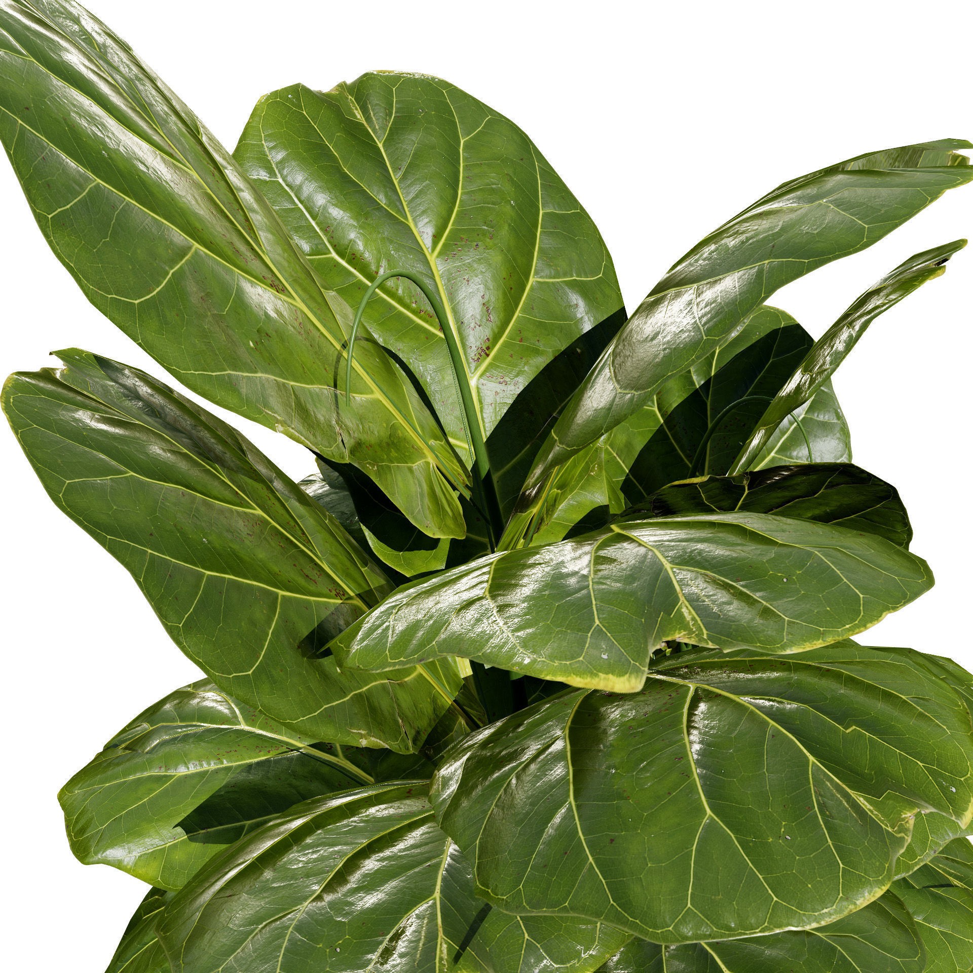 Fiddle Leaf Fig - Low-Poly Game-Ready 3D Model - View 4