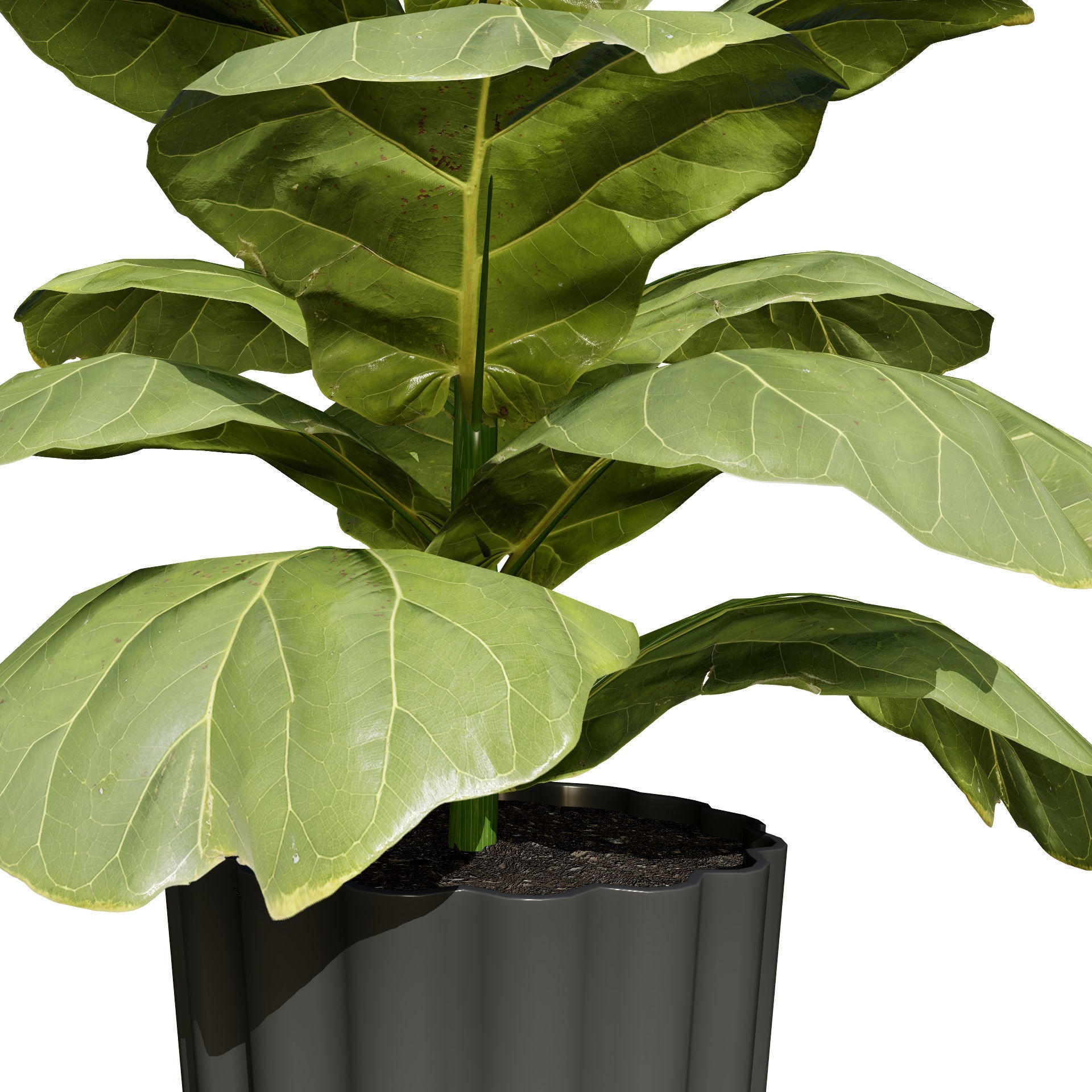 Fiddle Leaf Fig - Low-Poly Game-Ready 3D Model - View 5