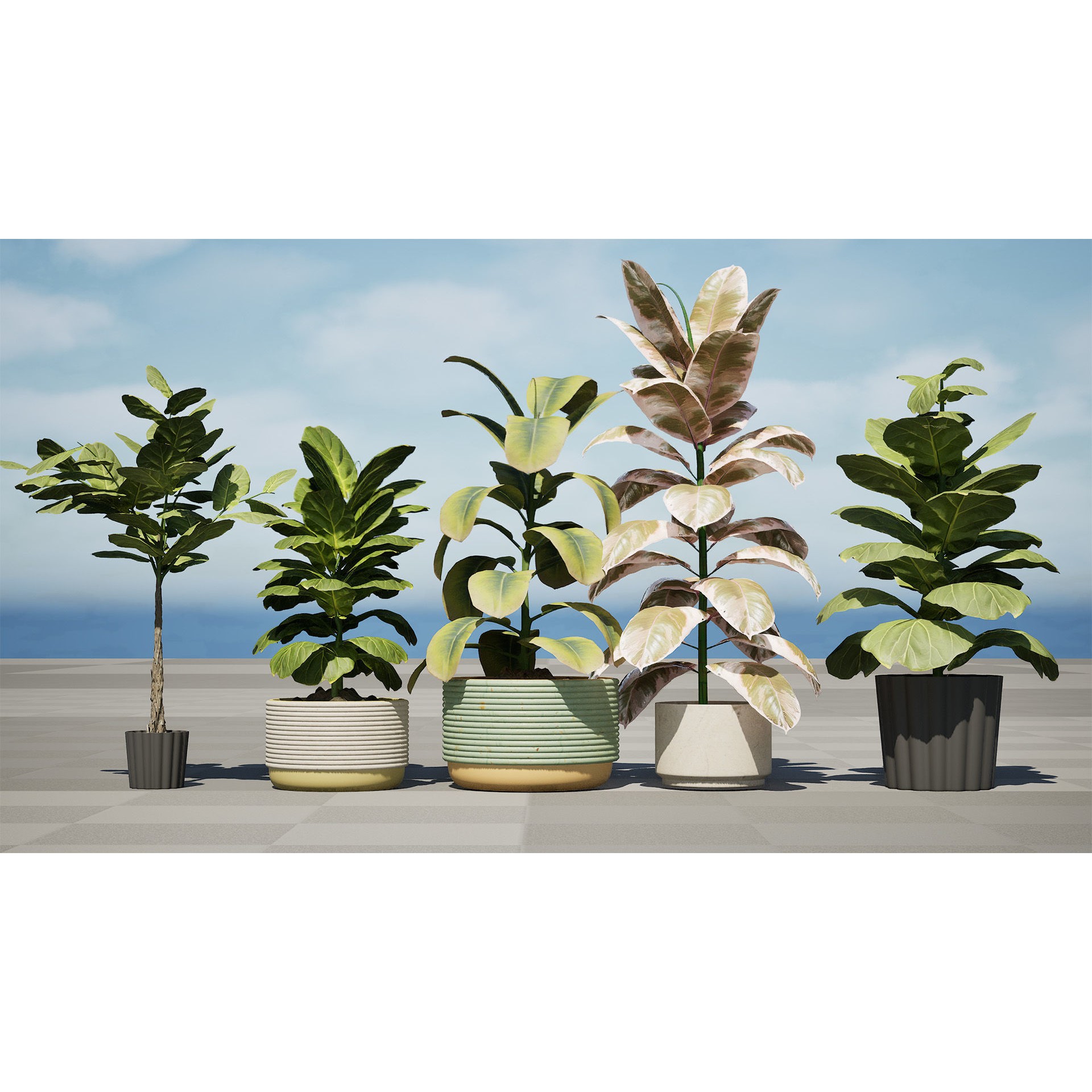 Fiddle Leaf Fig - Low-Poly Game-Ready 3D Model - View 7