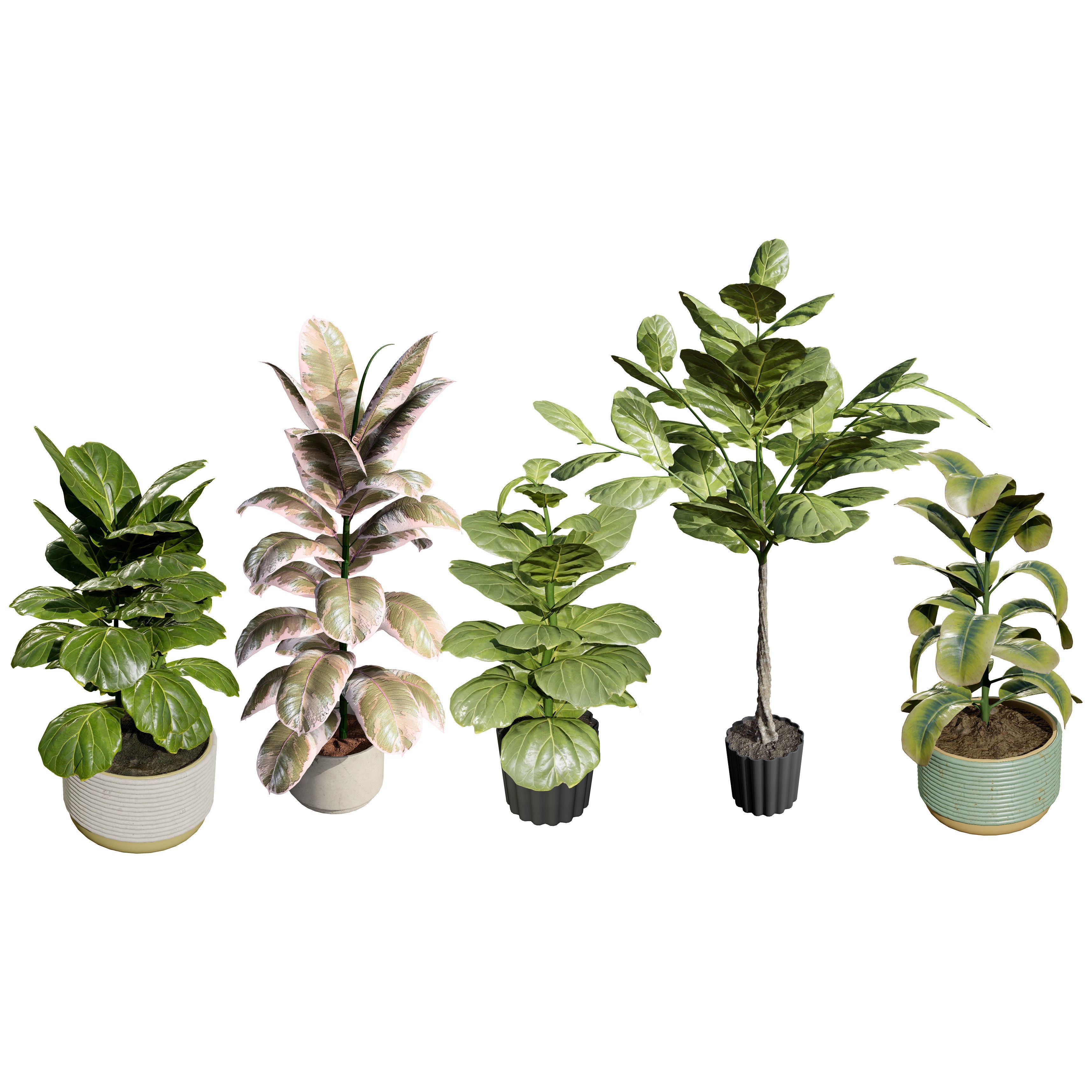 Fiddle Leaf Fig - Low-Poly Game-Ready 3D Model - View 8