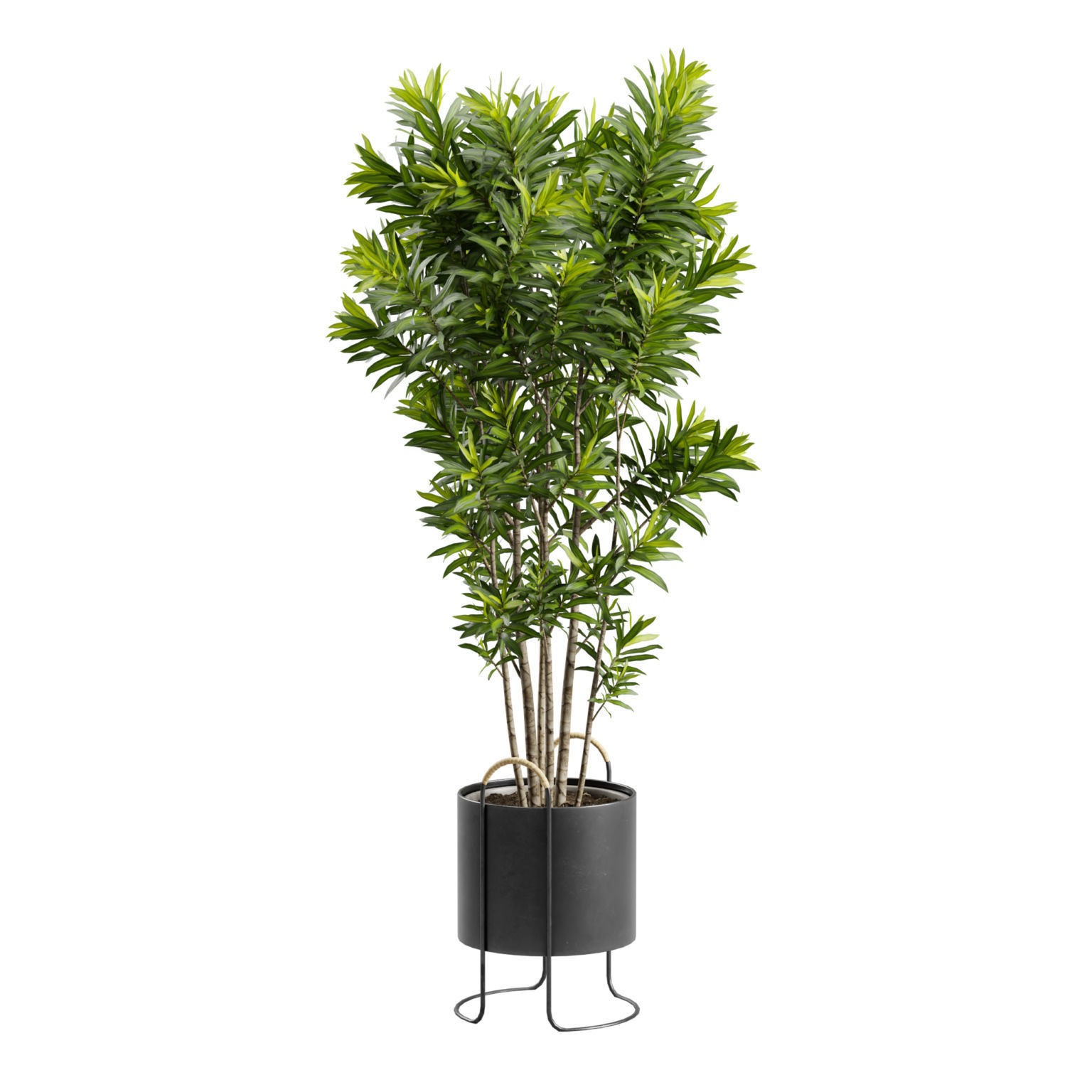 Dracaena Reflexa - PBR Game-Ready 3D Model