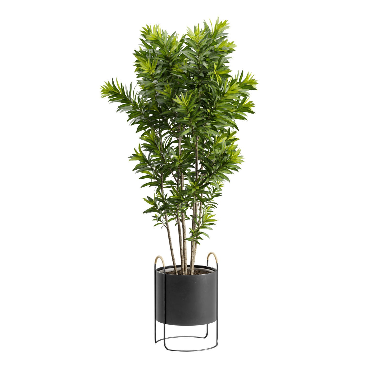 Dracaena Reflexa - PBR Game-Ready 3D Model - View 10
