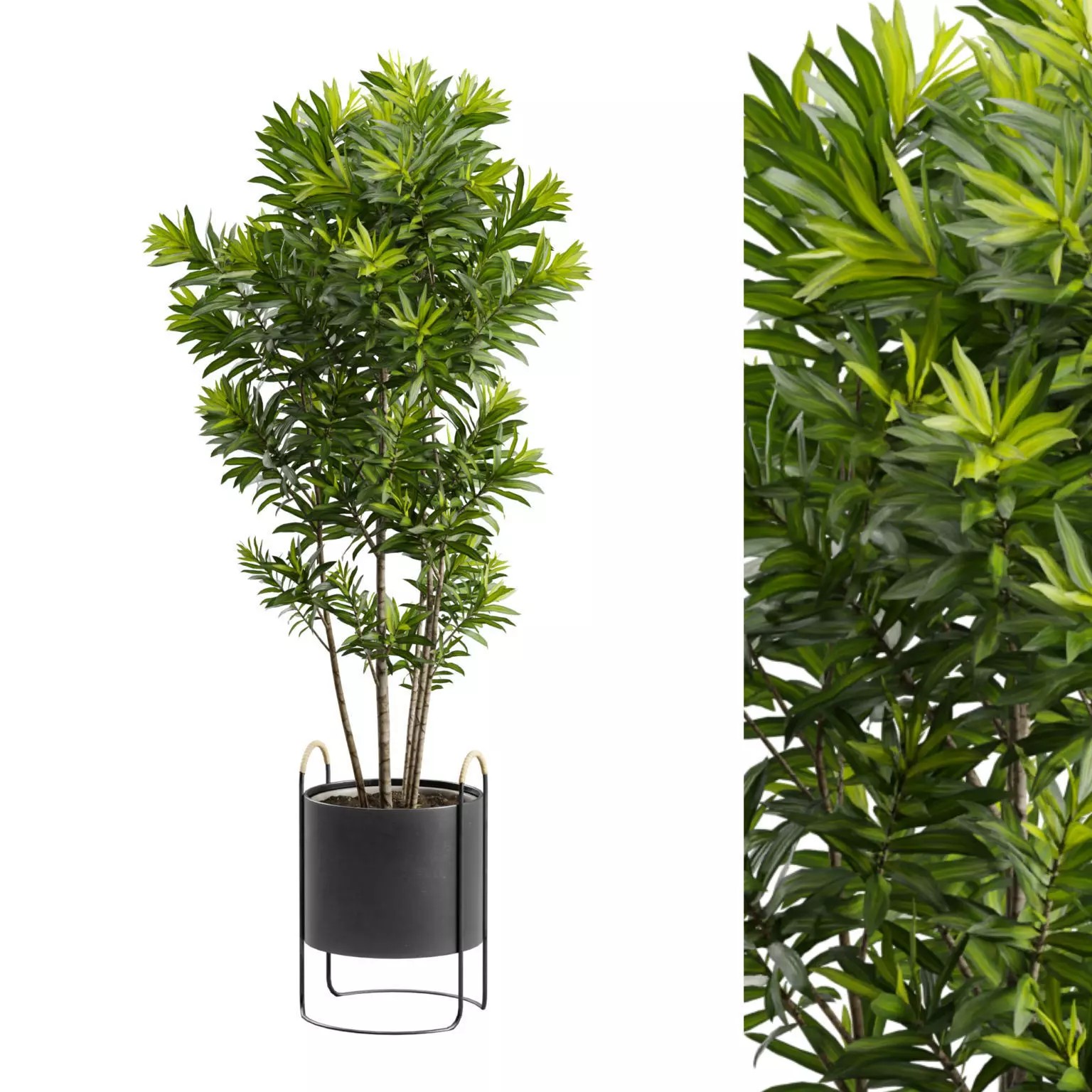 Dracaena Reflexa - PBR Game-Ready 3D Model - View 2