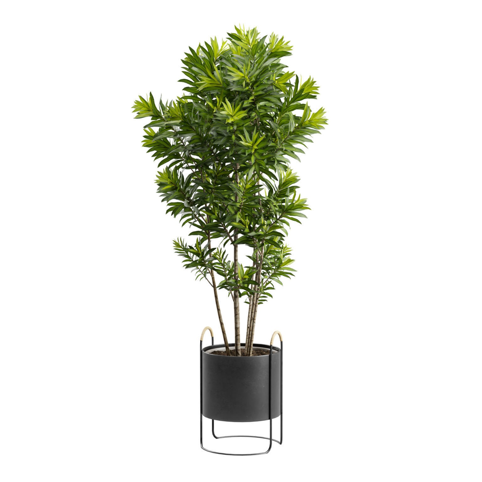 Dracaena Reflexa - PBR Game-Ready 3D Model - View 3