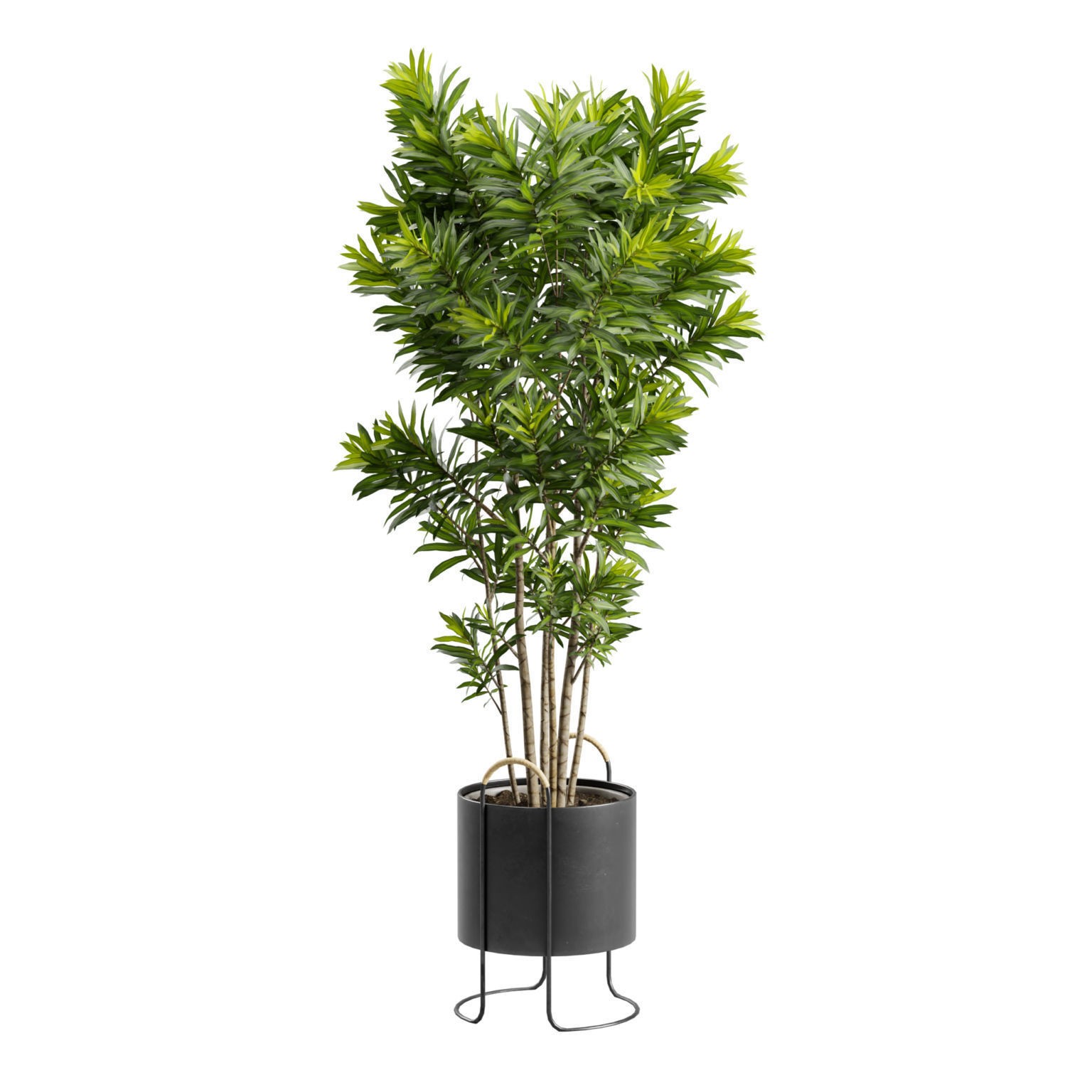 Dracaena Reflexa - PBR Game-Ready 3D Model - View 6