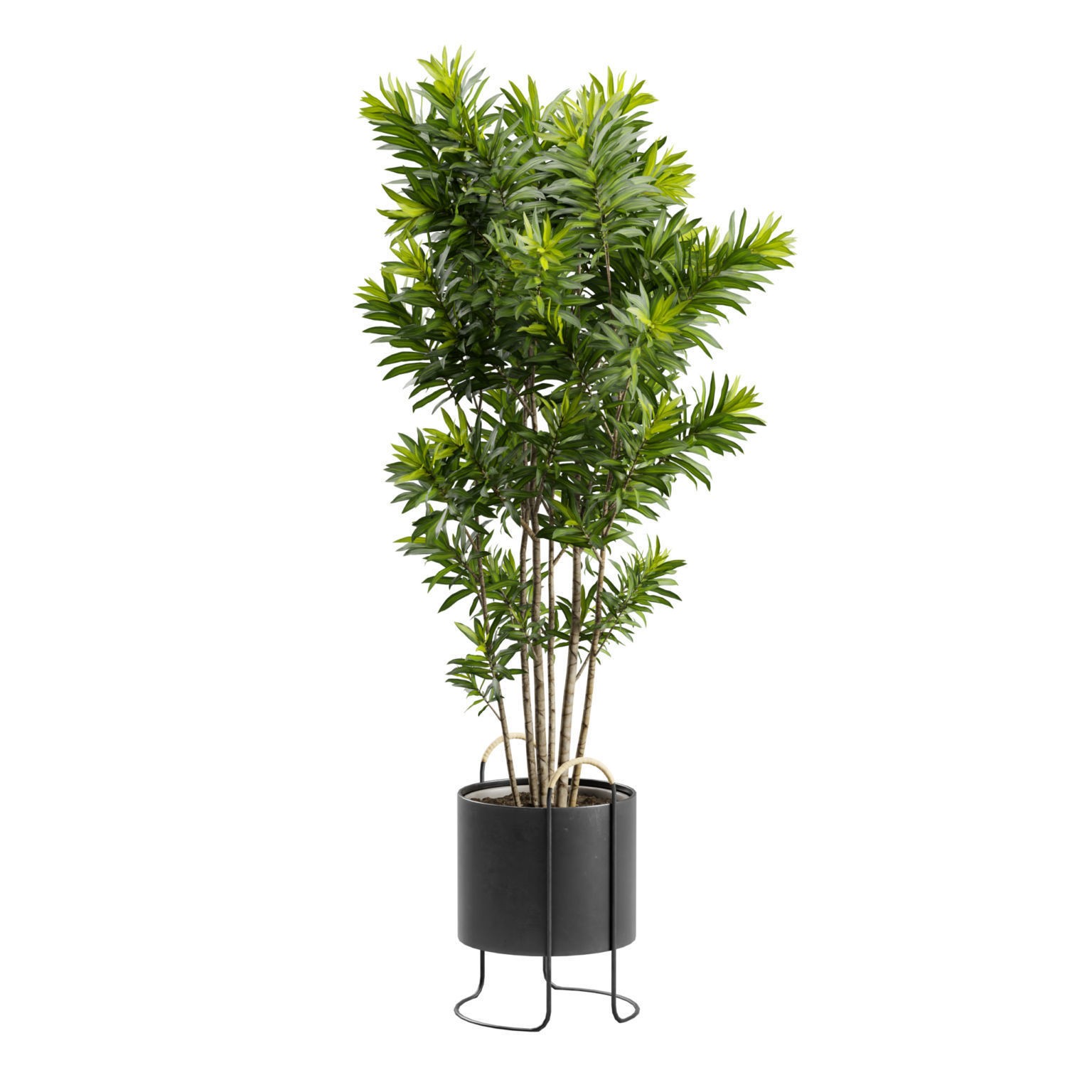 Dracaena Reflexa - PBR Game-Ready 3D Model - View 7