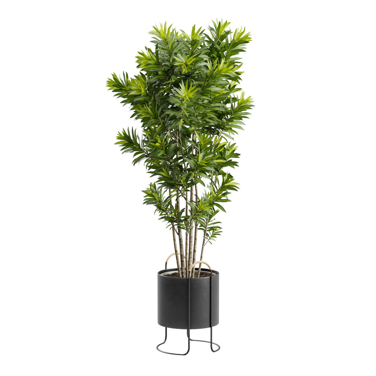 Dracaena Reflexa - PBR Game-Ready 3D Model - View 8