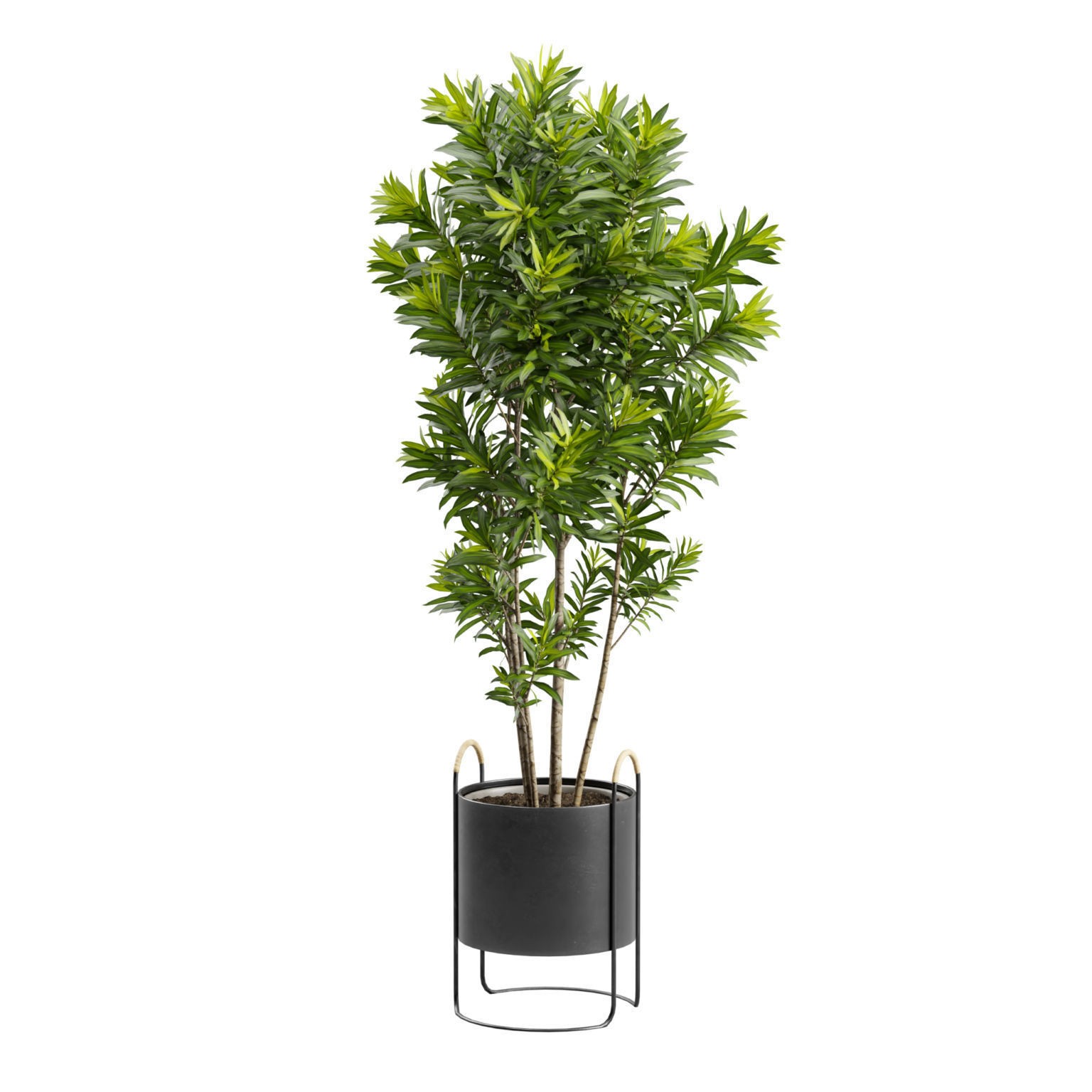 Dracaena Reflexa - PBR Game-Ready 3D Model - View 9