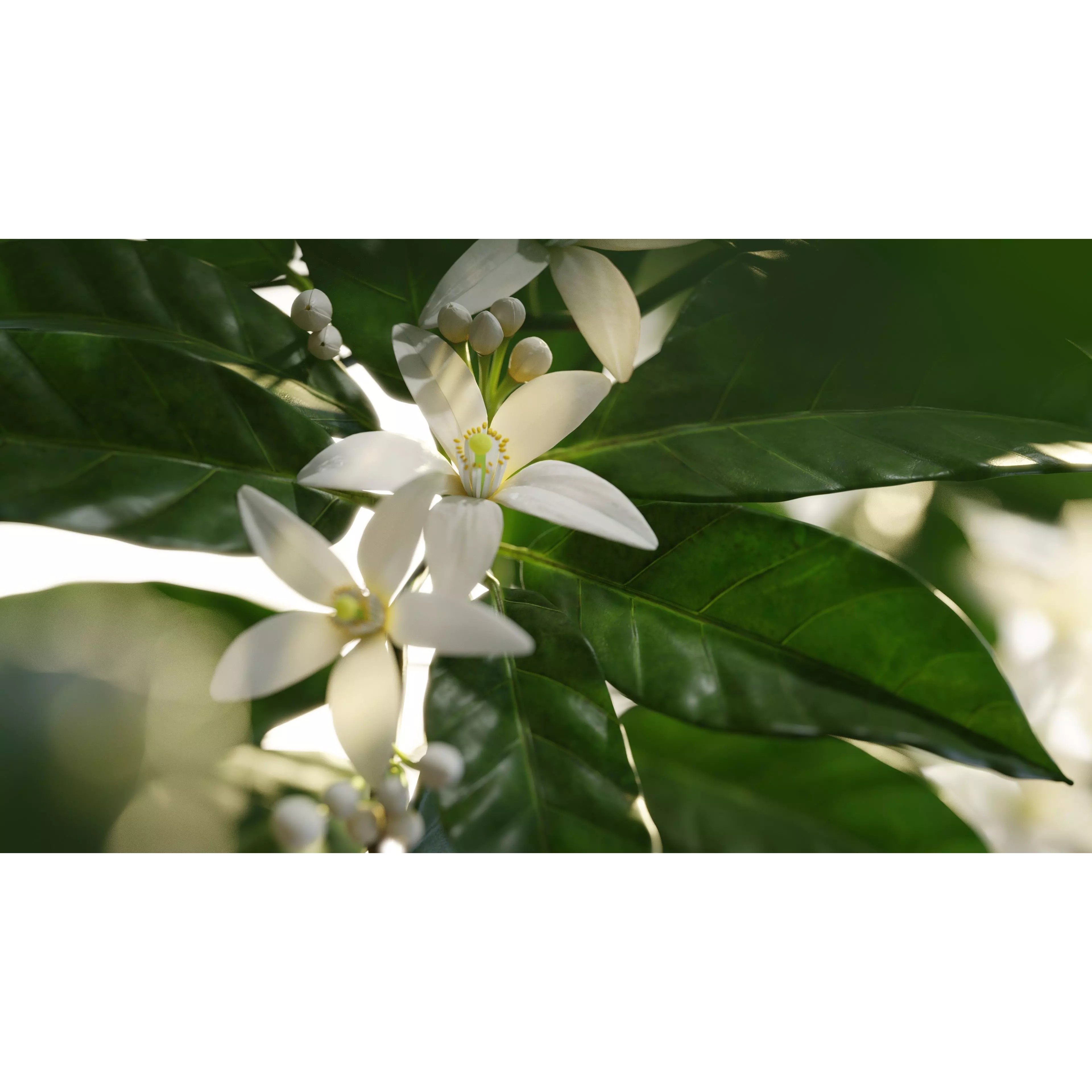 Neroli Orange Blossom - Low-Poly Game-Ready 3D Model - View 2