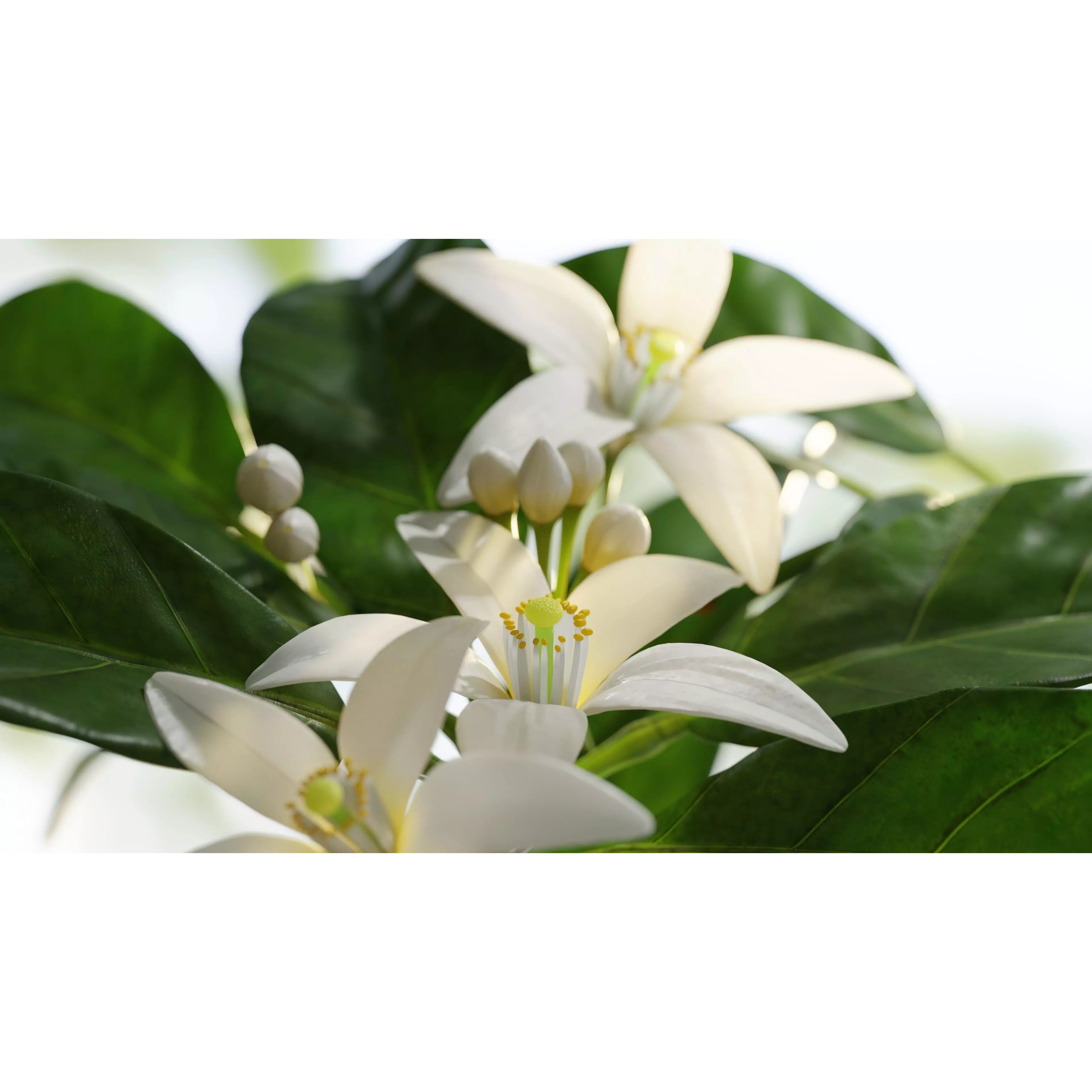 Neroli Orange Blossom - Low-Poly Game-Ready 3D Model - View 3
