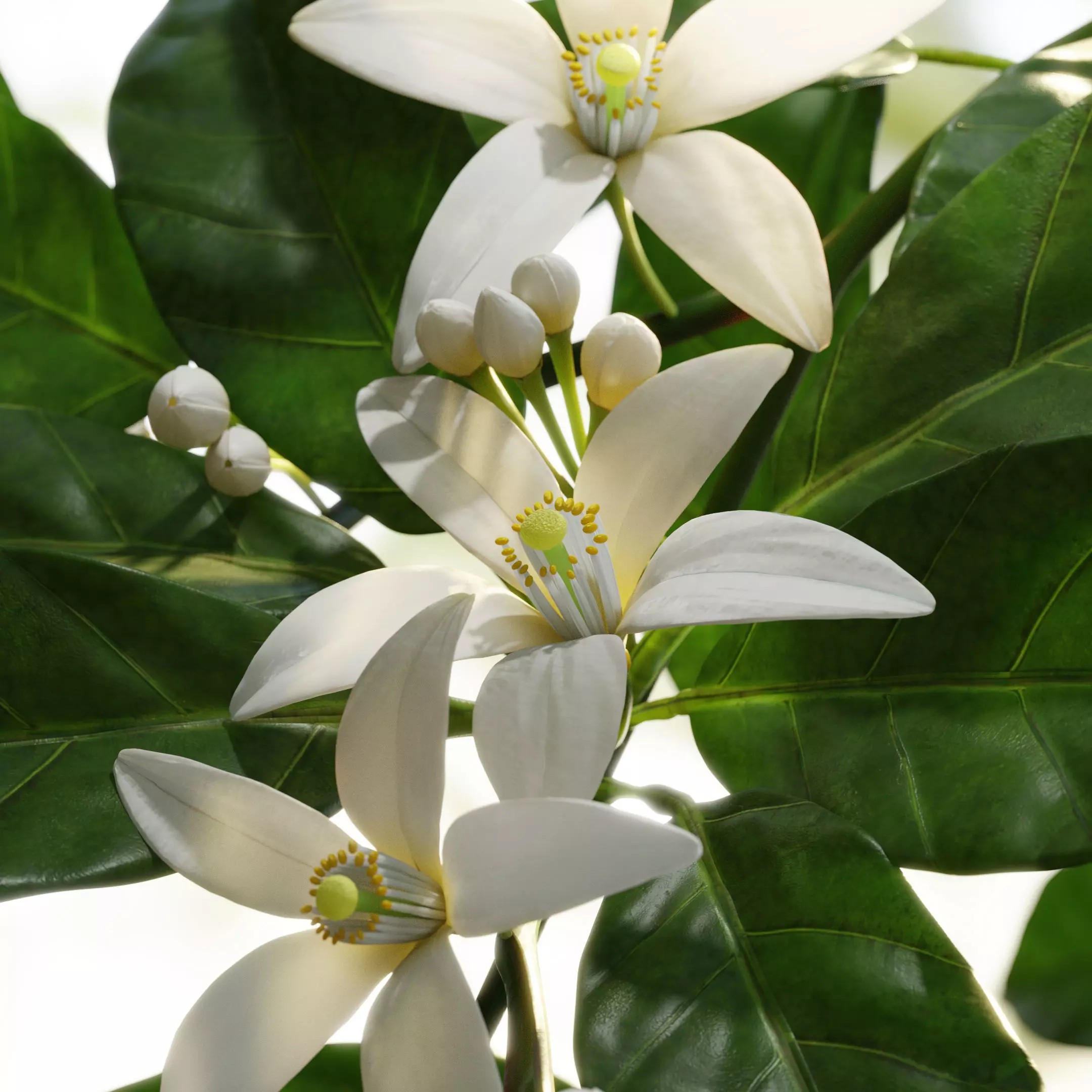 Neroli Orange Blossom - Low-Poly Game-Ready 3D Model - View 4