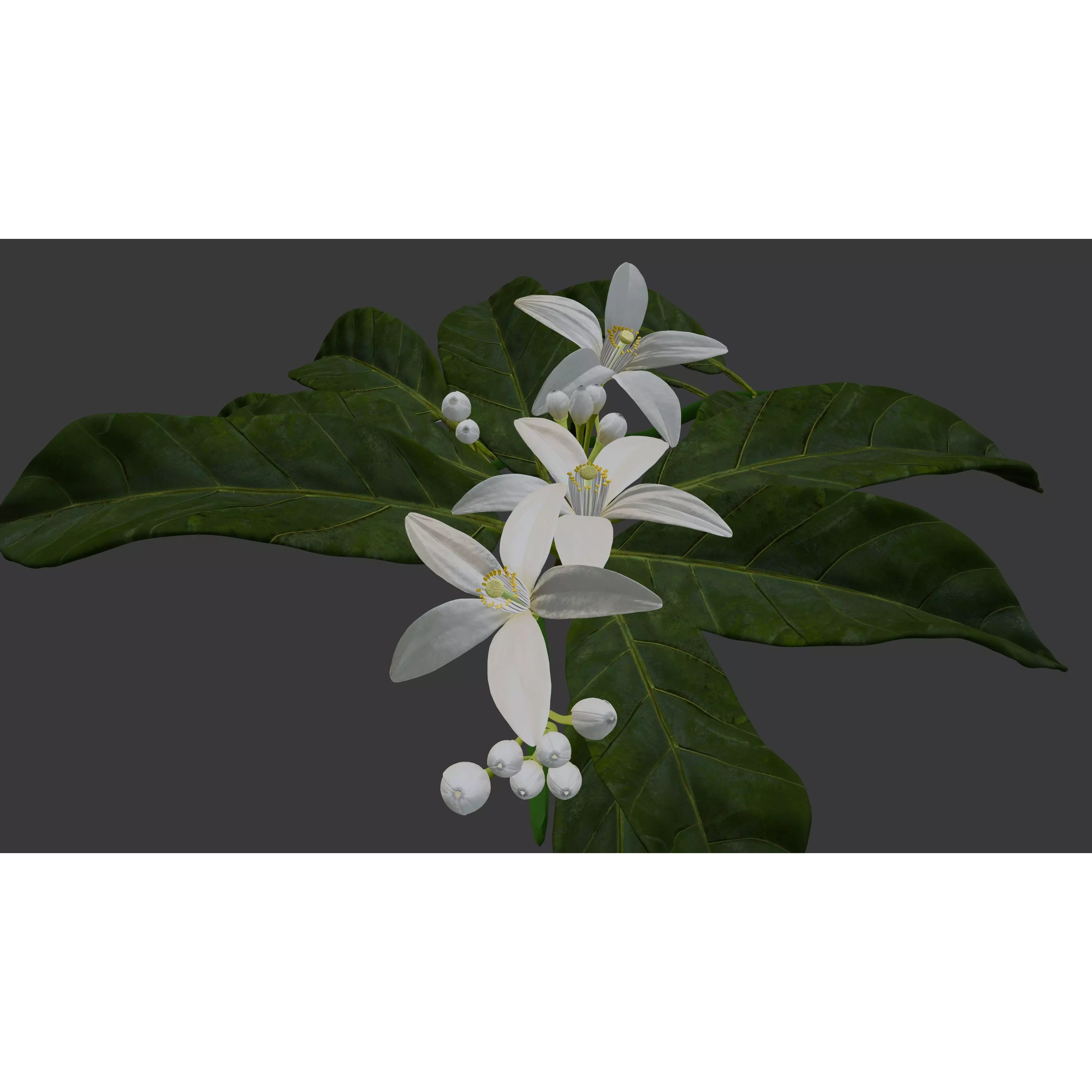 Neroli Orange Blossom - Low-Poly Game-Ready 3D Model - View 5