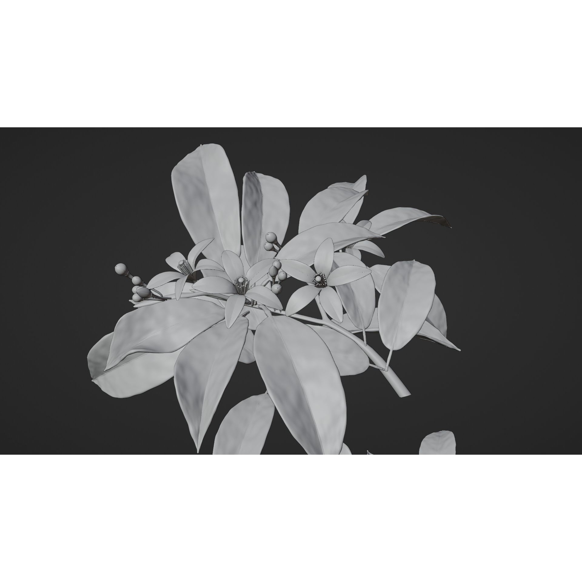 Neroli Orange Blossom - Low-Poly Game-Ready 3D Model - View 8