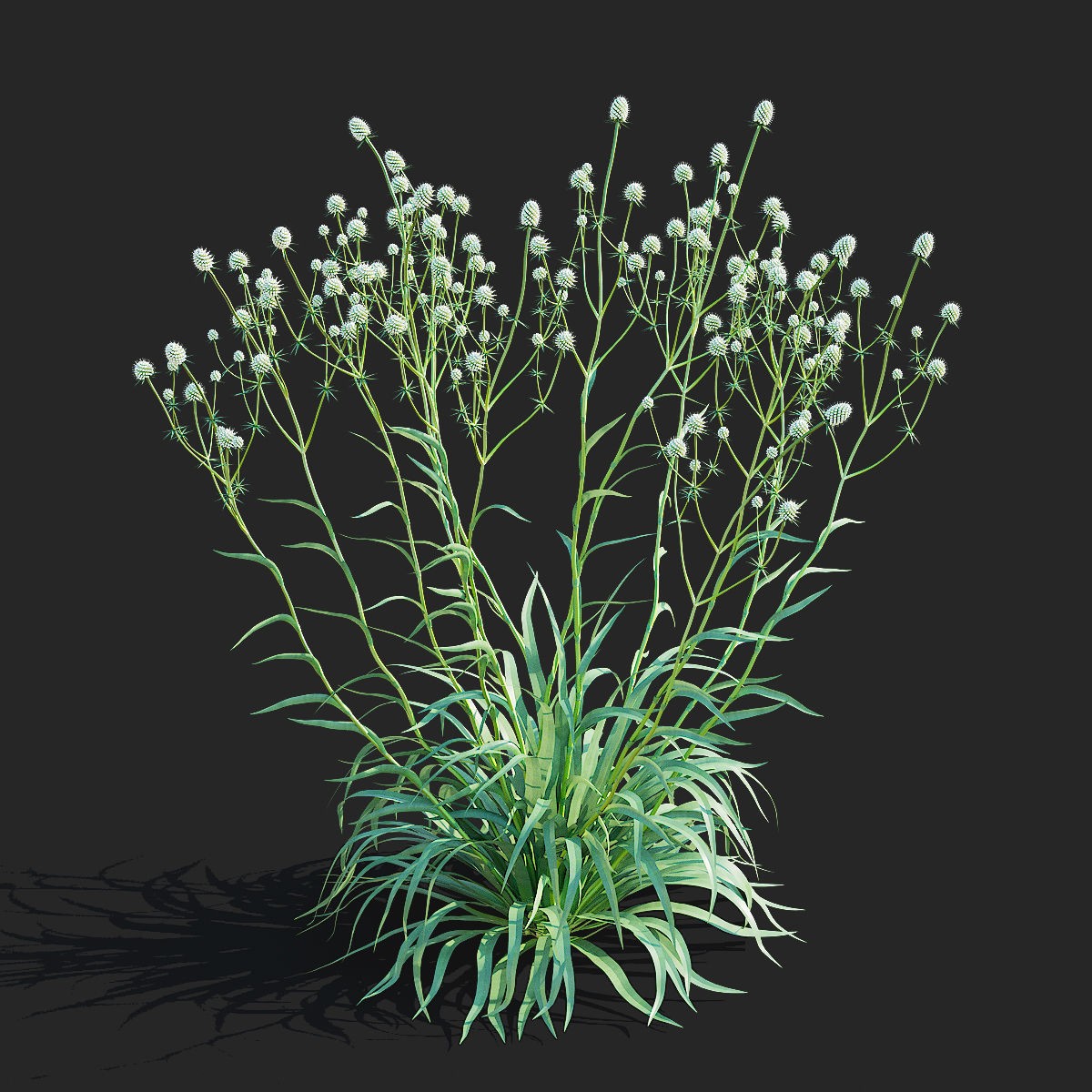 Eryngium Yuccifolium - Low-Poly 3D Model - View 10