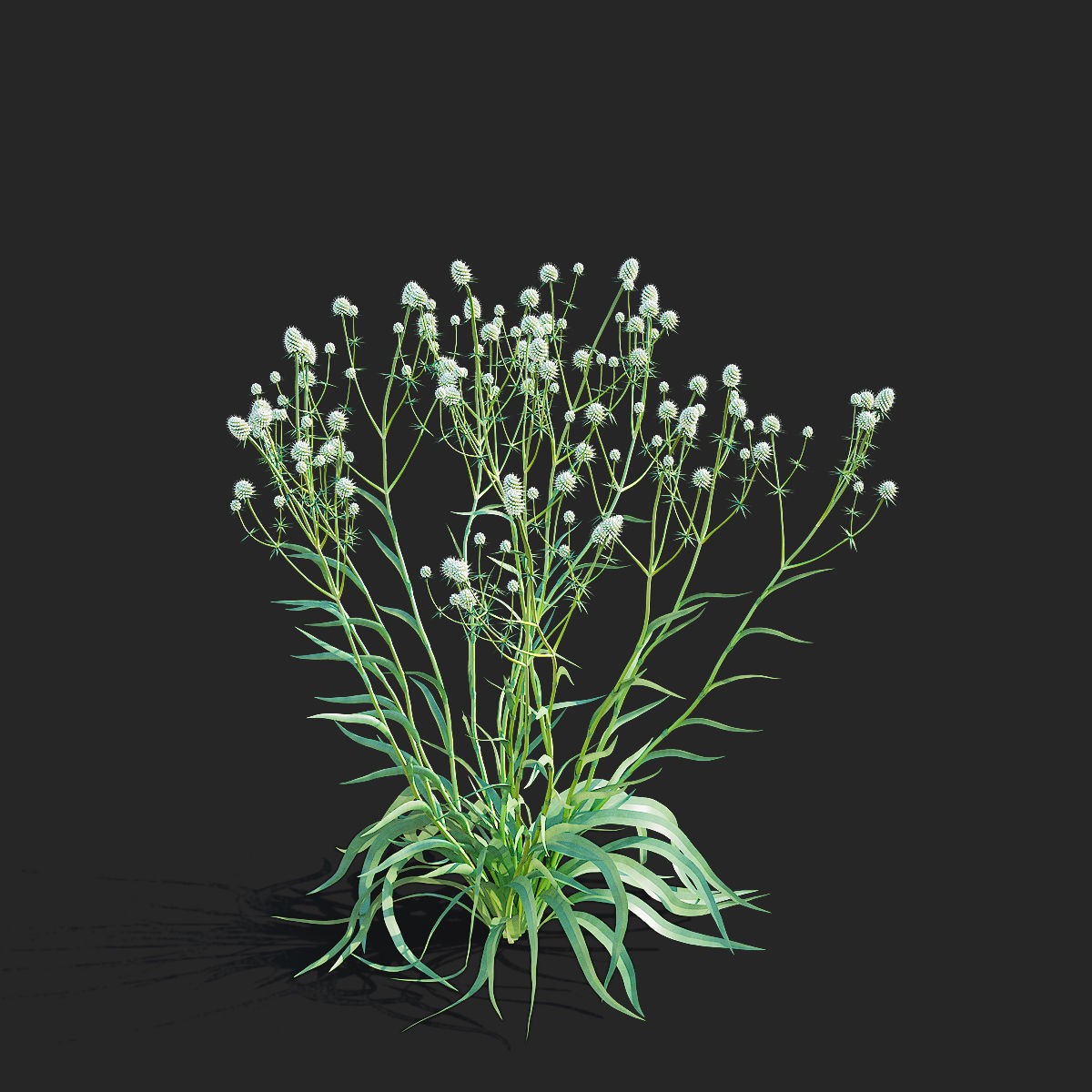 Eryngium Yuccifolium - Low-Poly 3D Model - View 11