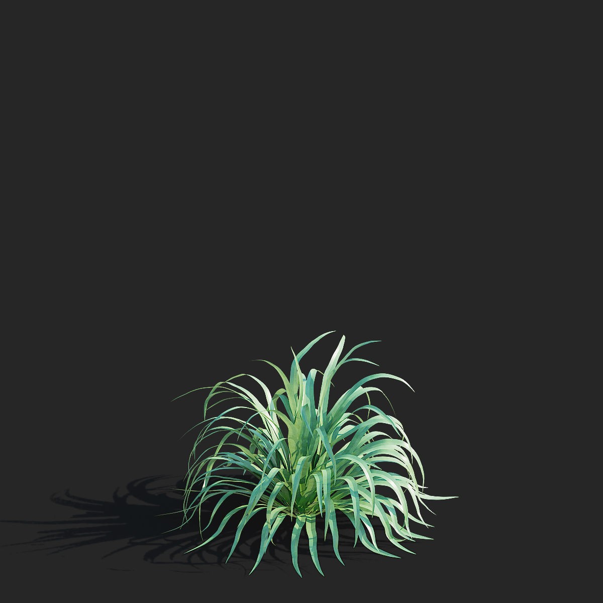 Eryngium Yuccifolium - Low-Poly 3D Model - View 12