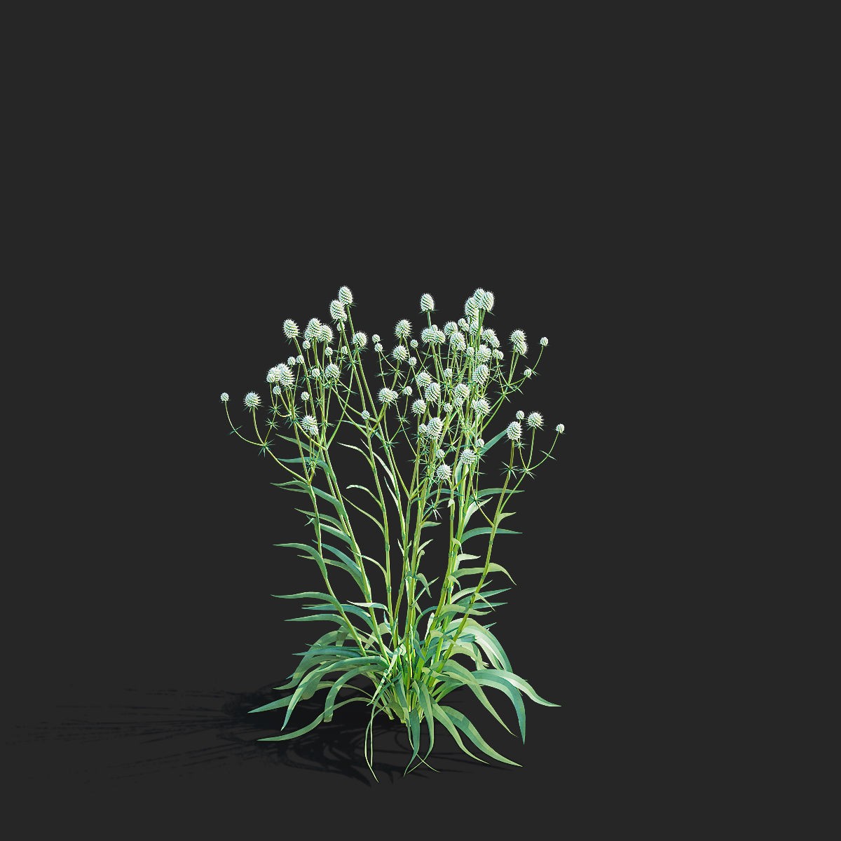 Eryngium Yuccifolium - Low-Poly 3D Model - View 13