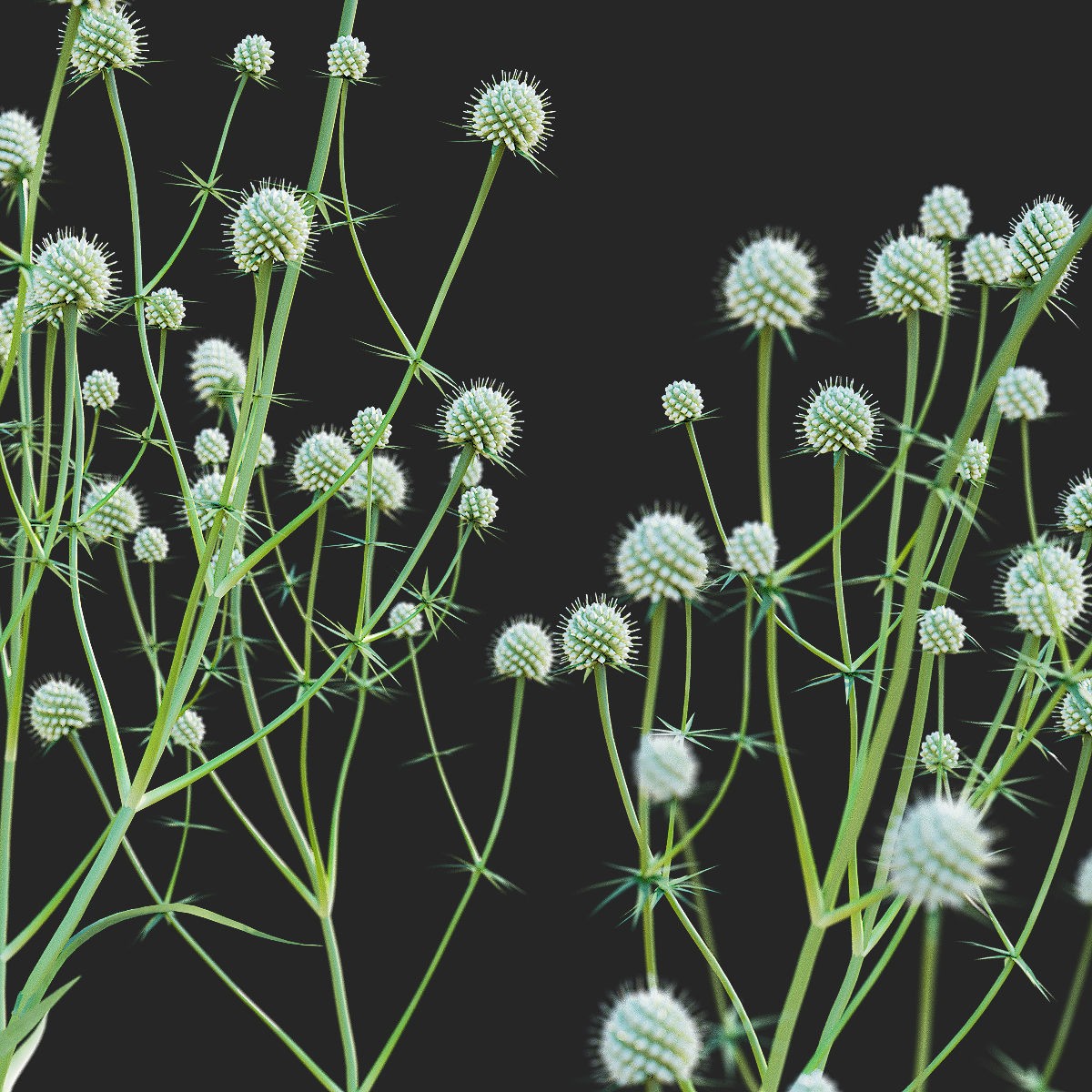 Eryngium Yuccifolium - Low-Poly 3D Model - View 14