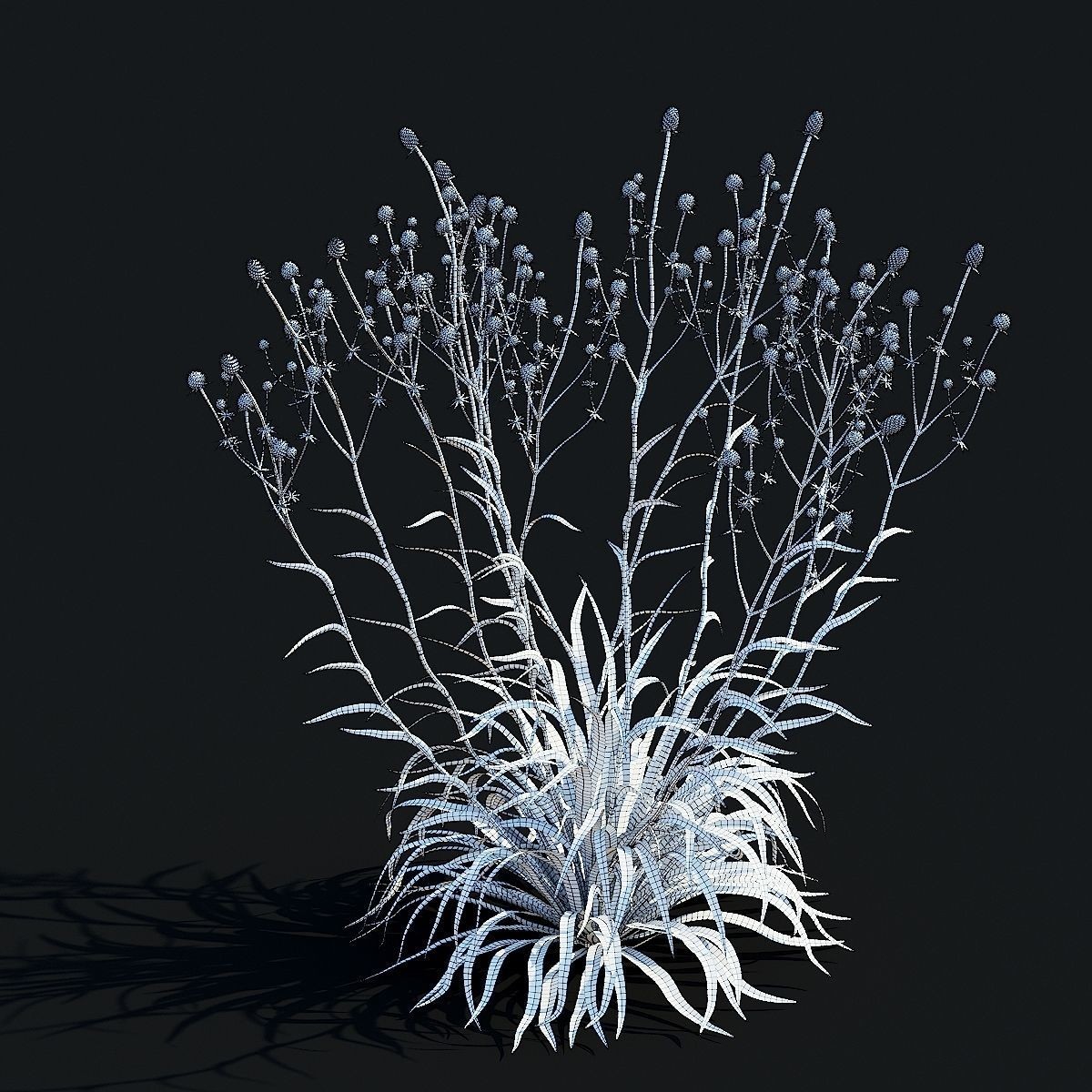 Eryngium Yuccifolium - Low-Poly 3D Model - View 15