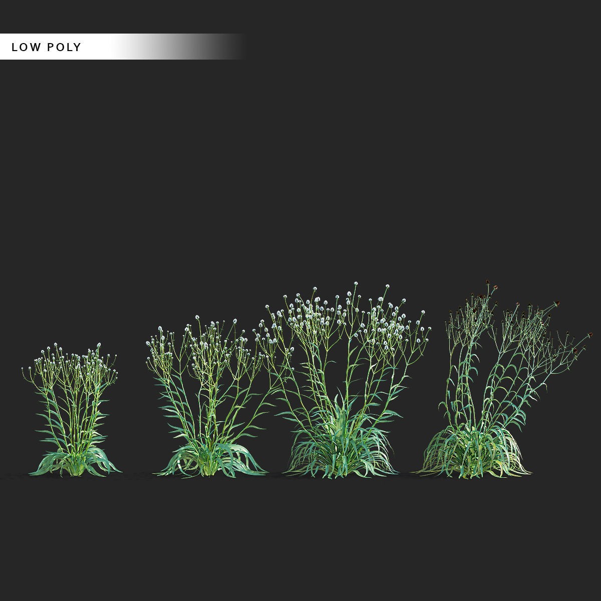 Eryngium Yuccifolium - Low-Poly 3D Model - View 16