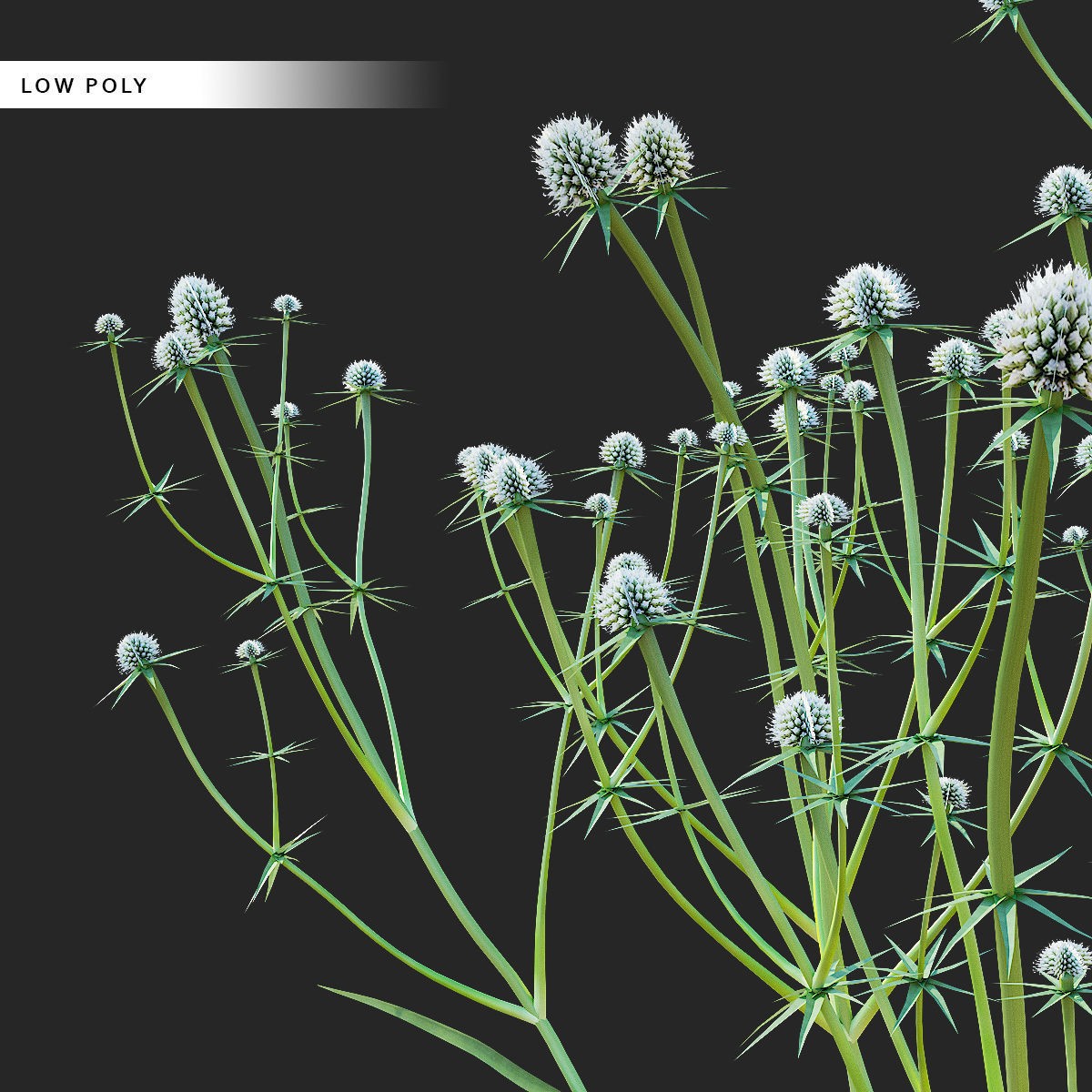 Eryngium Yuccifolium - Low-Poly 3D Model - View 17