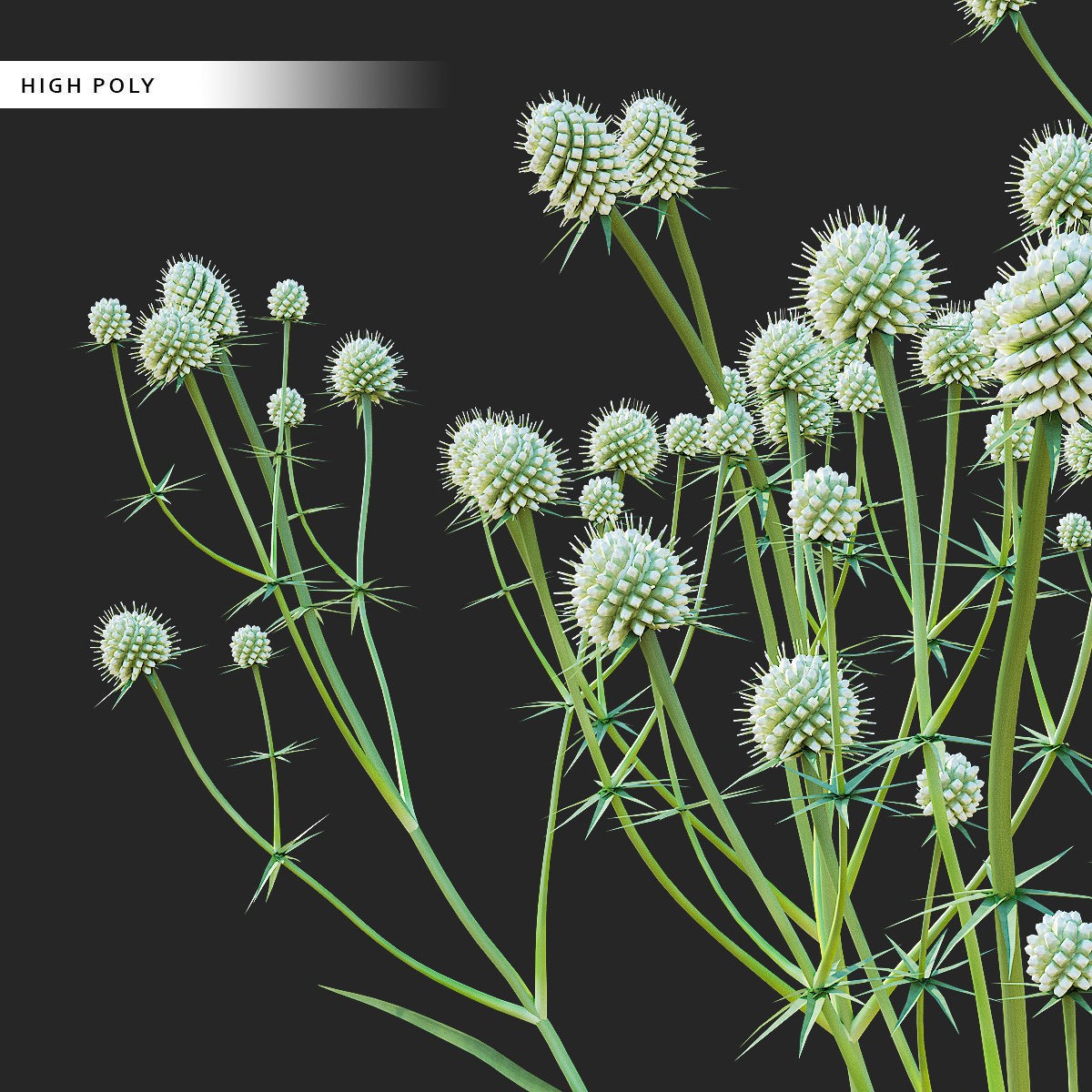 Eryngium Yuccifolium - Low-Poly 3D Model - View 18