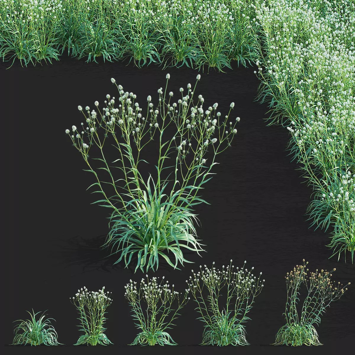 Eryngium Yuccifolium - Low-Poly 3D Model - View 2