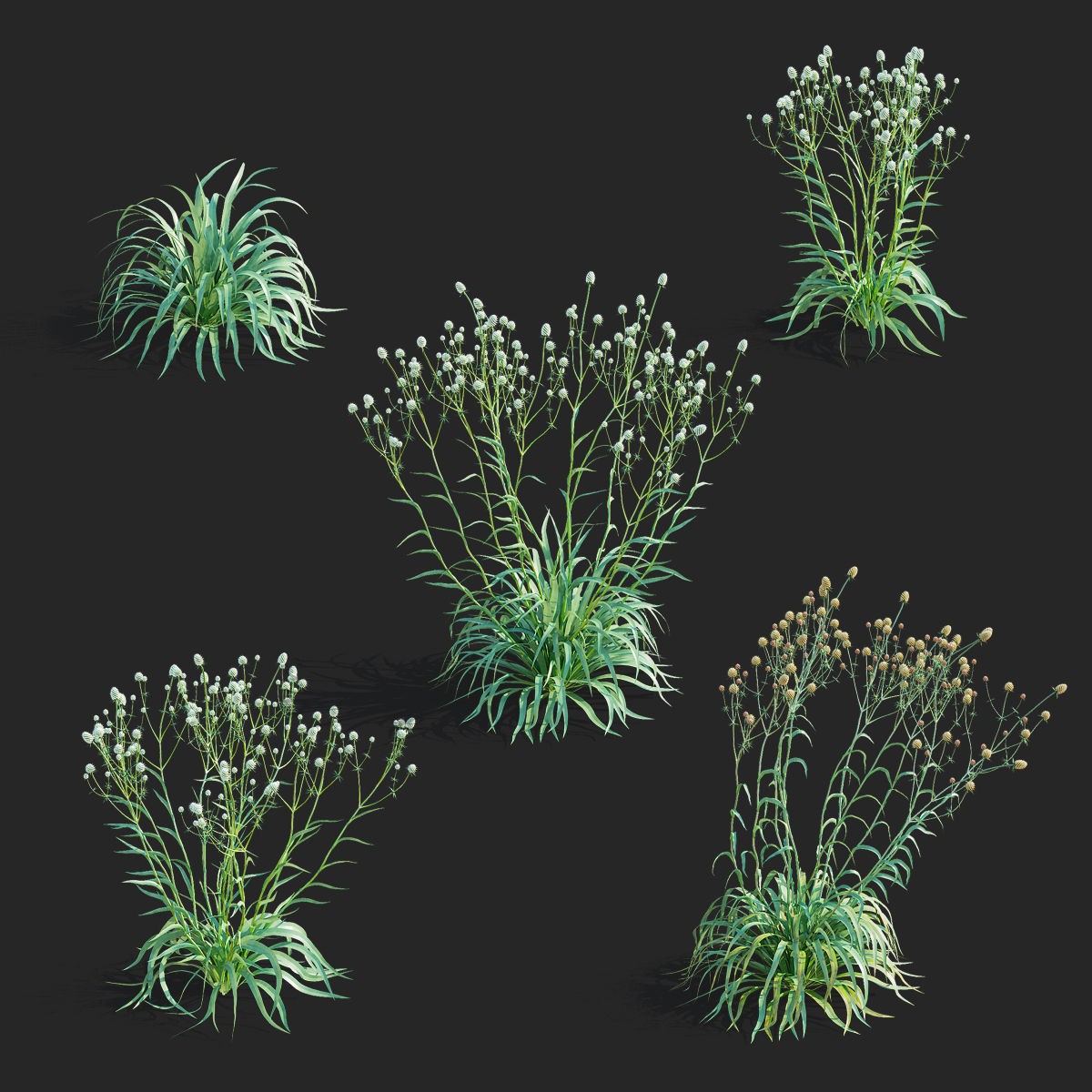 Eryngium Yuccifolium - Low-Poly 3D Model - View 3