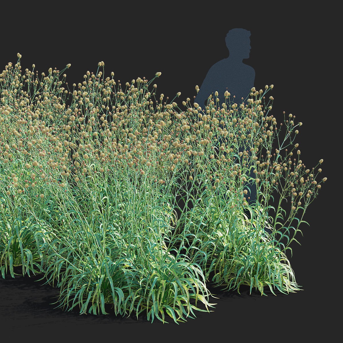 Eryngium Yuccifolium - Low-Poly 3D Model - View 4