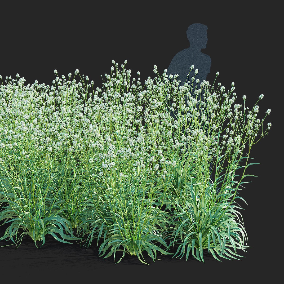 Eryngium Yuccifolium - Low-Poly 3D Model - View 5